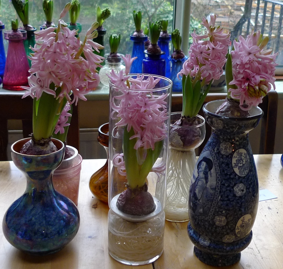15 Amazing Hyacinth forcing Vase 2024 free download hyacinth forcing vase of garden withindoors there is nothing half so much worth doing as inside pink pearl hyacinths