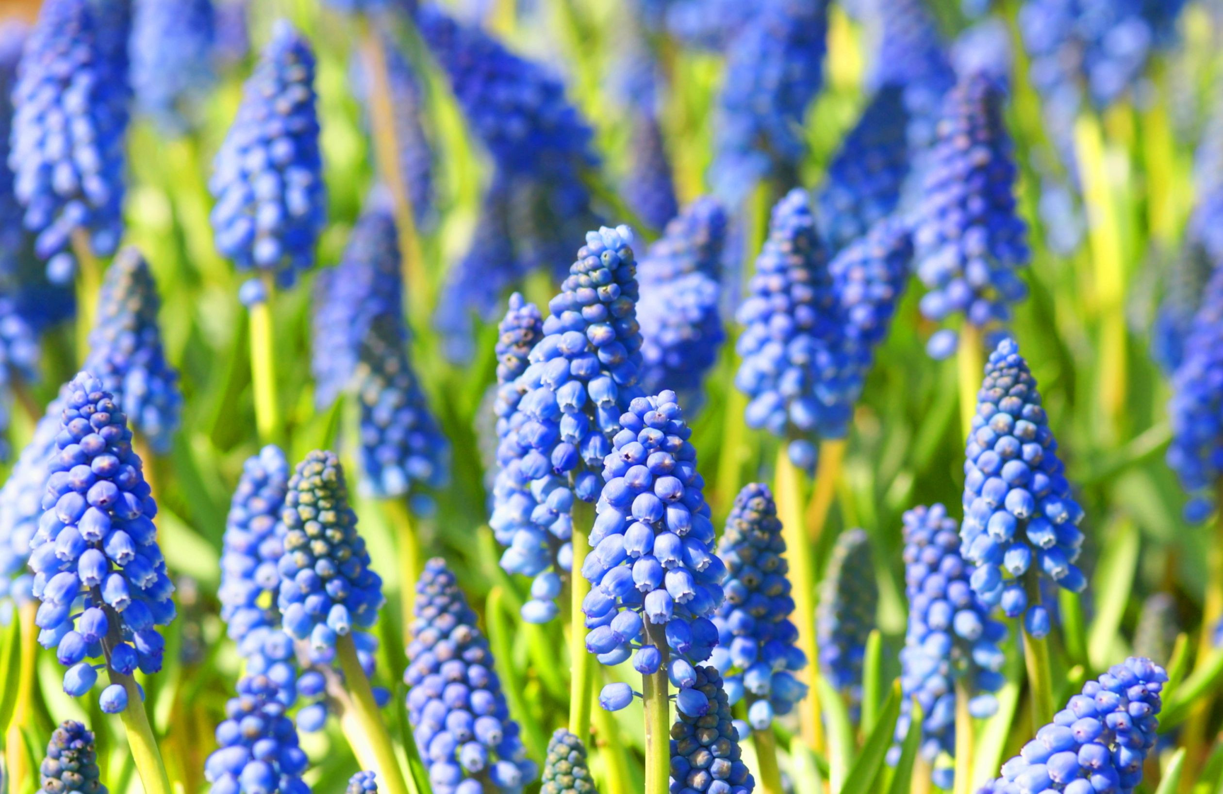 15 Amazing Hyacinth forcing Vase 2024 free download hyacinth forcing vase of grape hyacinths growing muscari bulbs within grapehyacinths 58334b235f9b58d5b1628590