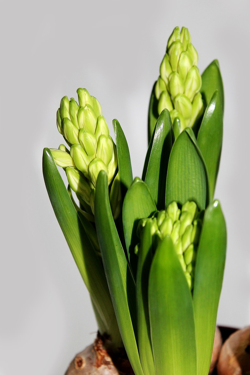 15 Amazing Hyacinth forcing Vase 2024 free download hyacinth forcing vase of holiday garden gifts decor how to force bulbs indoors its easy intended for holiday garden gifts how to force bulbs its easy