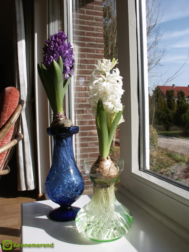 15 Amazing Hyacinth forcing Vase 2024 free download hyacinth forcing vase of hyacinth vases why regarding forcing hyacinths at home is fun and nice for children to watch the process of rooting and growing into flowers left a french footed and