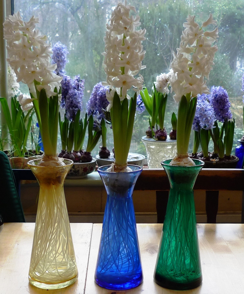 15 Amazing Hyacinth forcing Vase 2024 free download hyacinth forcing vase of hyacinths in bulb bowls garden withindoors with ailos hyacinths in bloom in vases
