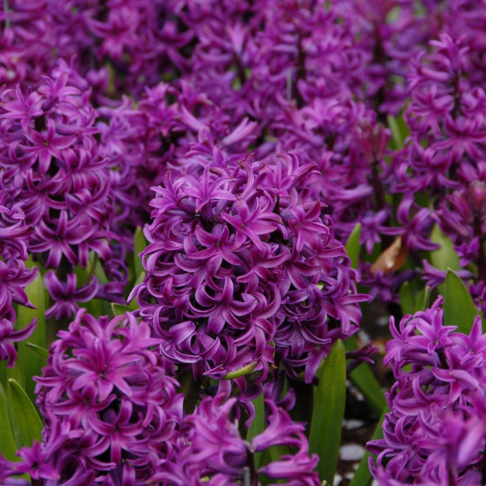 15 Amazing Hyacinth forcing Vase 2024 free download hyacinth forcing vase of hyacinthus orientalis purple sensation white flower farm intended for 14384 jpg
