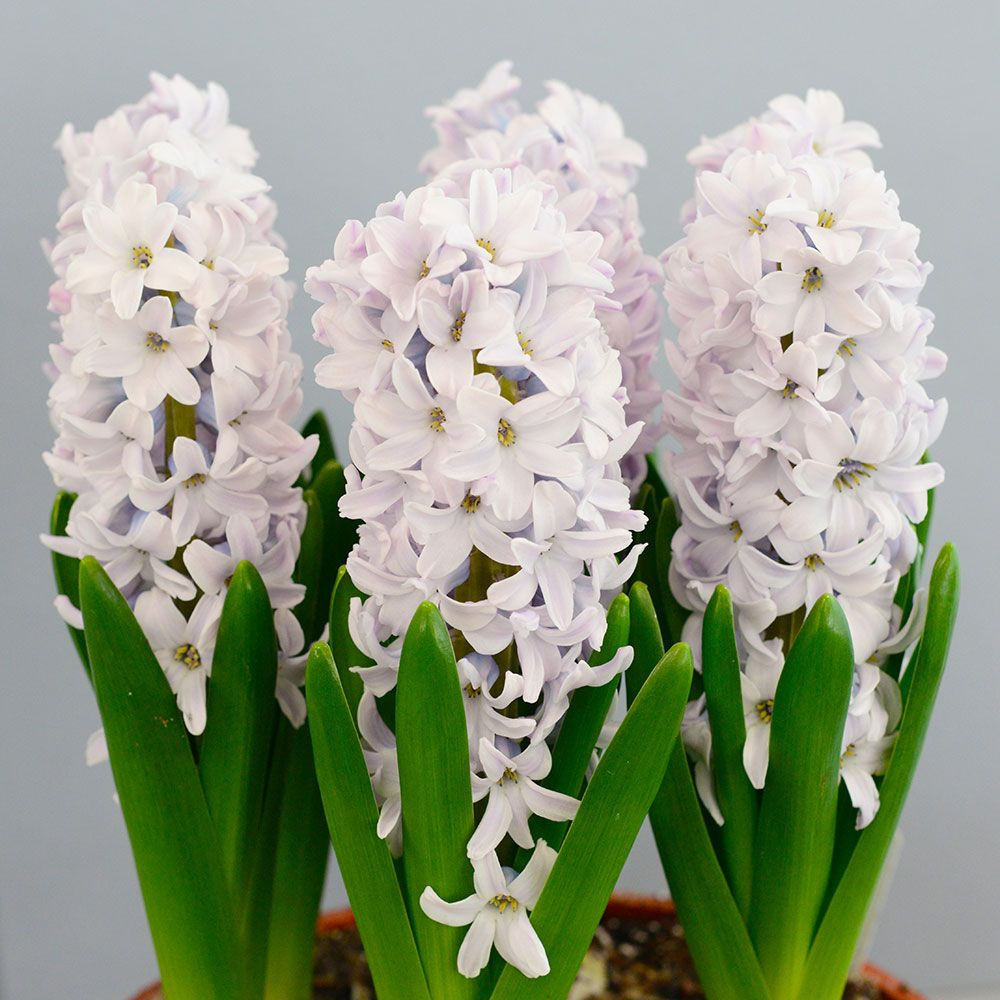 15 Amazing Hyacinth forcing Vase 2024 free download hyacinth forcing vase of hyacinthus orientalis silverstone white flower farm with regard to 14390 jpg