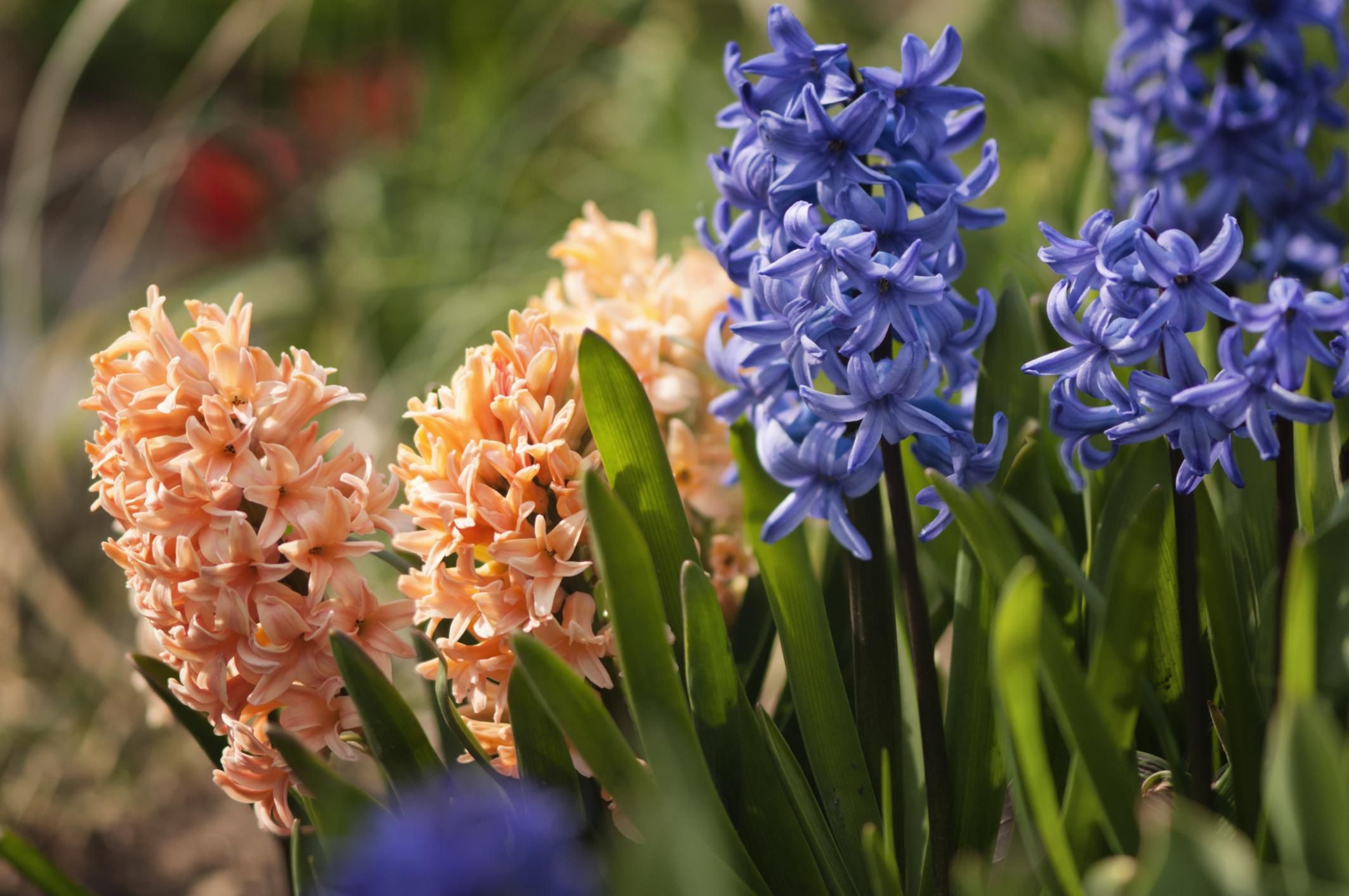 15 Amazing Hyacinth forcing Vase 2024 free download hyacinth forcing vase of planting growing and caring for hyacinth bulbs regarding 467966475 56a346793df78cf7727ca532