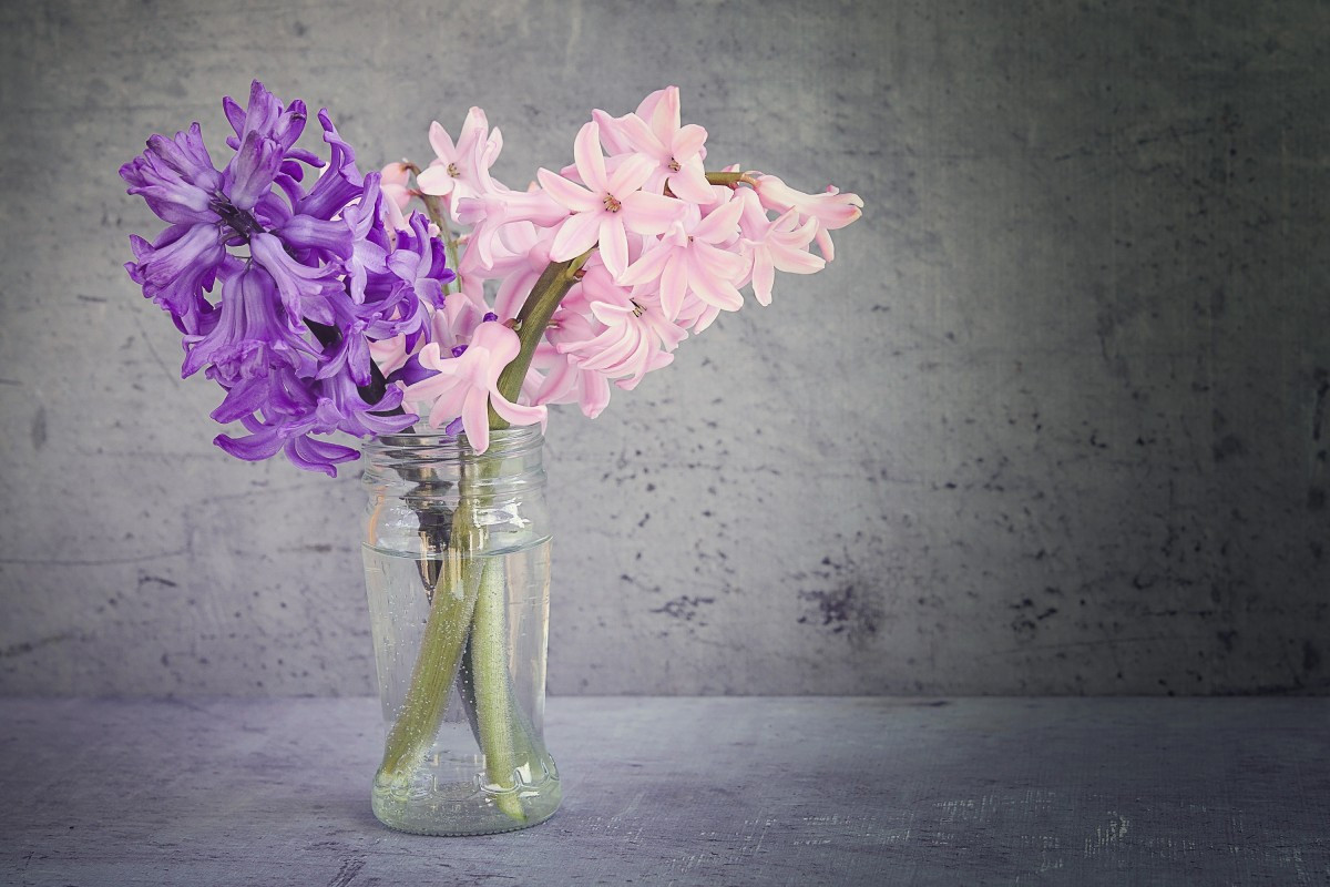 hyacinth in glass vase of free images glass vase blue pink close deco negative space regarding blossom plant white flower purple glass