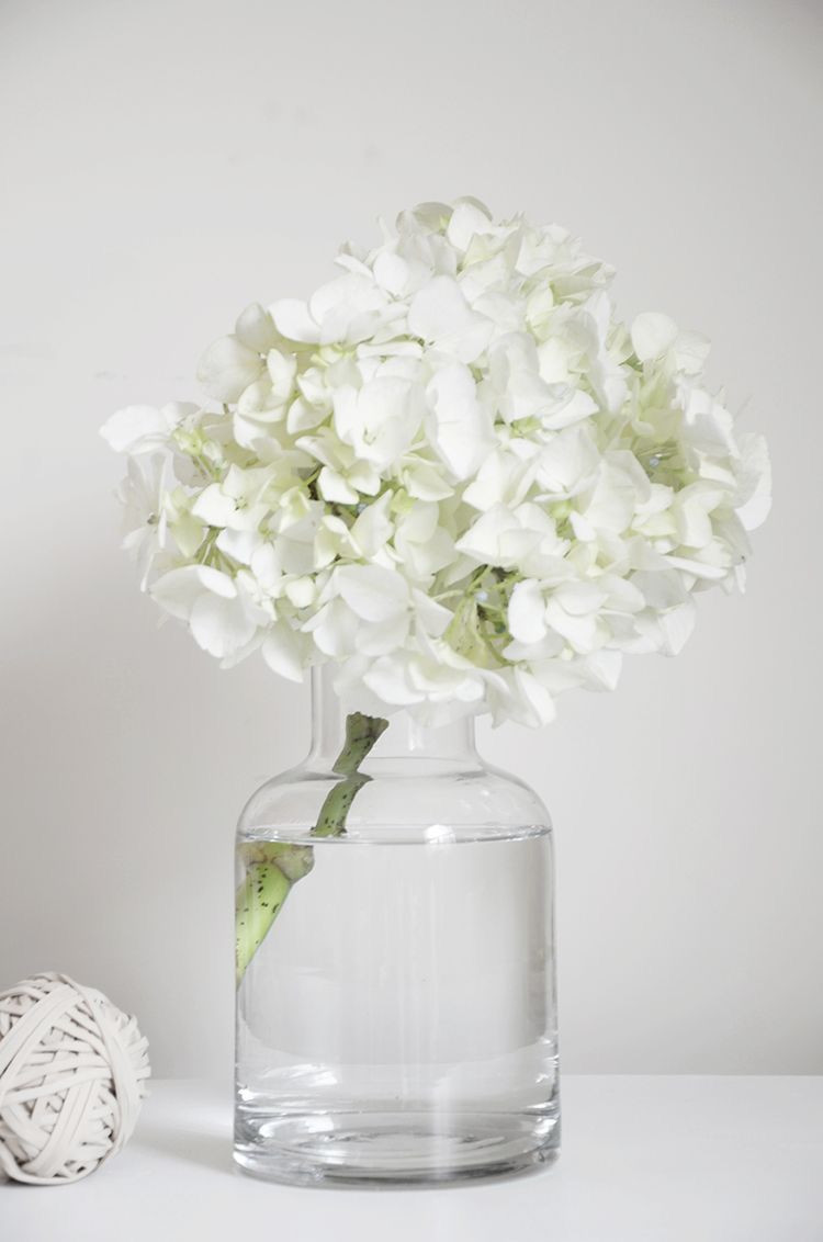 hydrangea in vase of hydrangea my favorite flowers pinterest flowers white flowers for hydrangea