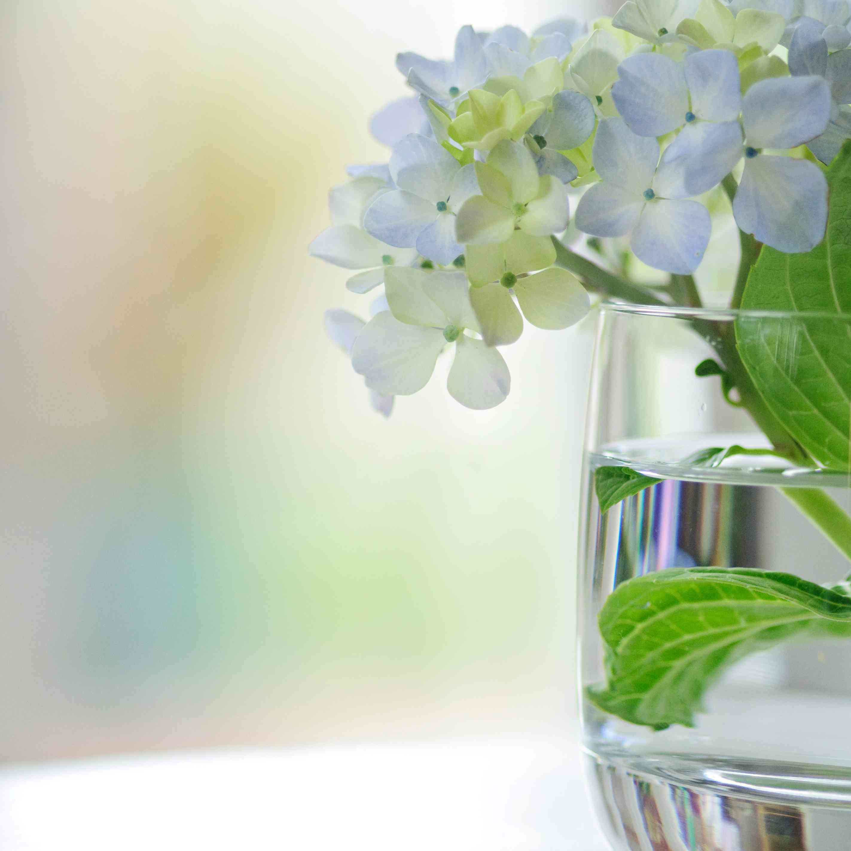 ice cream stick flower vase of how to dry and preserve hydrangea flowers for hydrangeas vase gettyimages 103956334 589b63945f9b58819c837e07