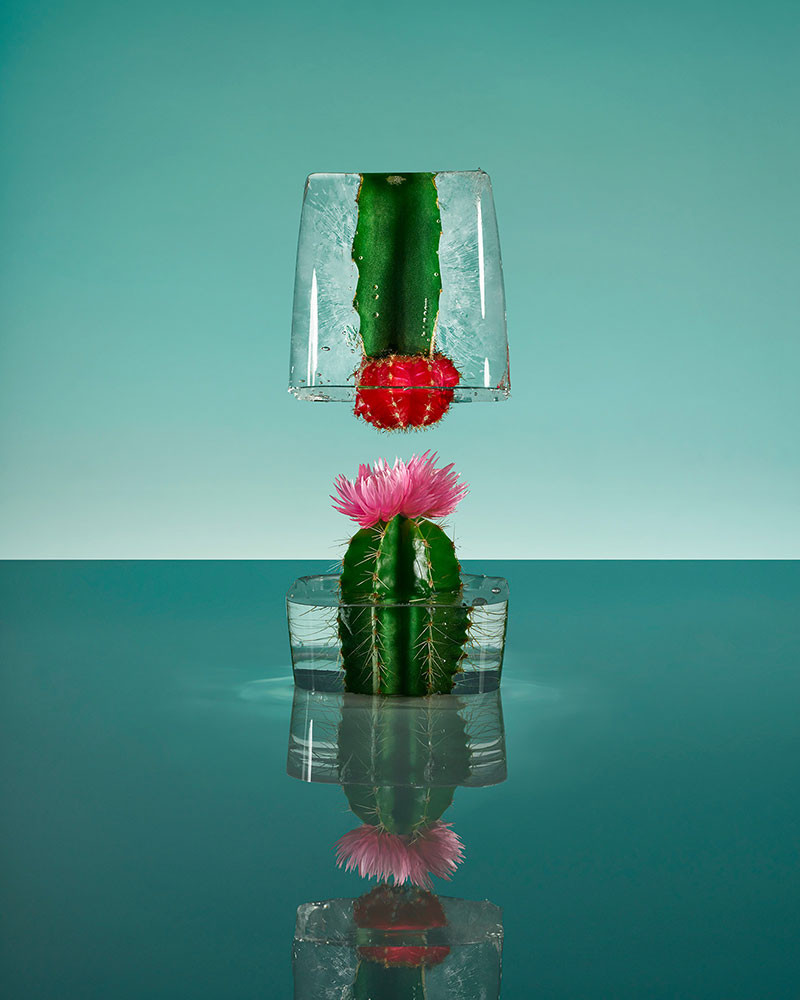 10 Lovable Jonathan Adler Ice Cream Cone Vase 2024 free download jonathan adler ice cream cone vase of freezing flowers by paloma rincac2b3n with this self initiated project by madrid based photographer paloma rincac2b3n highlights flowers frozen in block
