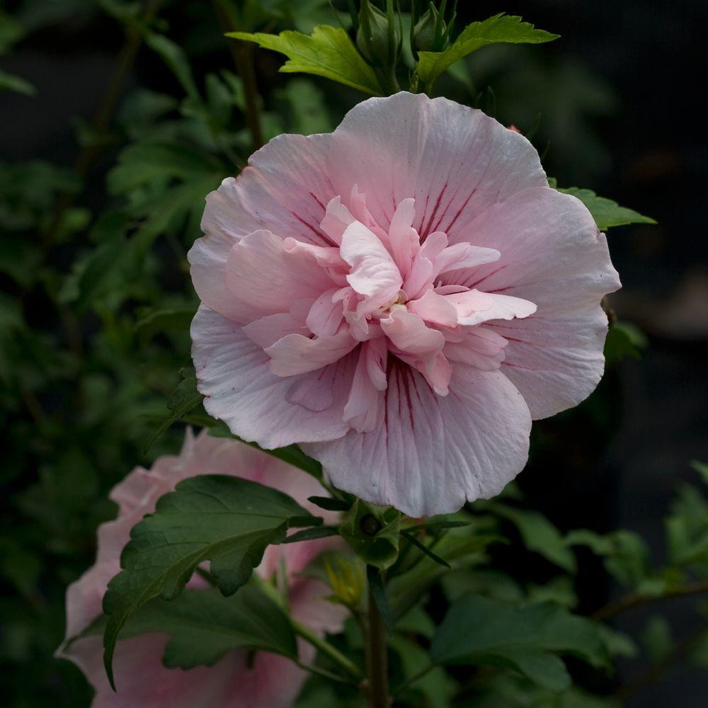 just flowers no vase of hibiscus perennials garden plants flowers the home depot regarding 4 5 in qt pink chiffon rose of sharon hibiscus live shrub