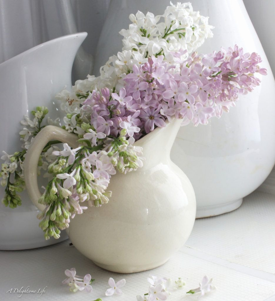 23 Fabulous Lavender Flower Vase 2024 free download lavender flower vase of growing lilacs in the south lilacs flowers and flower pertaining to garden ideas