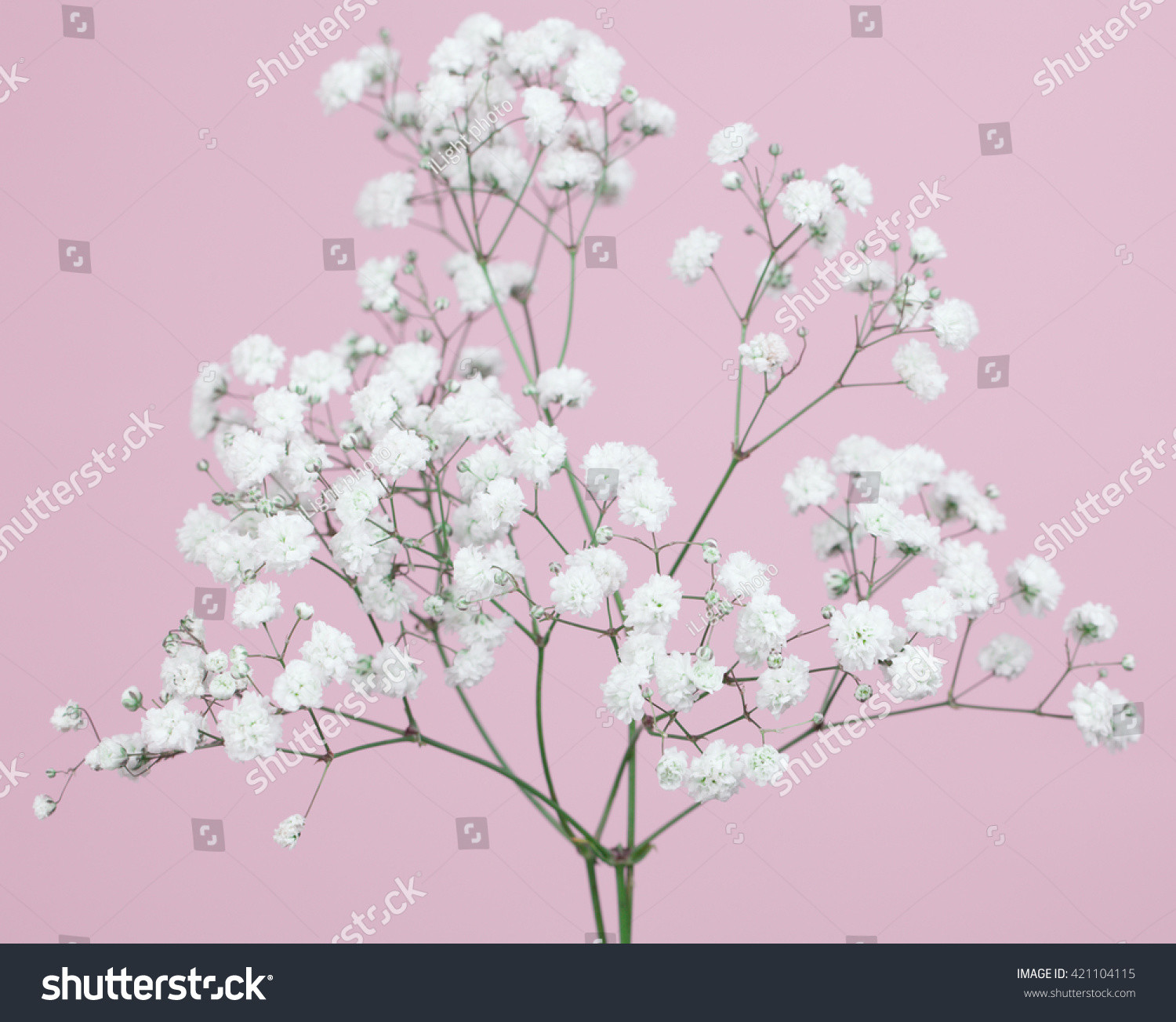 21 Stylish Light Up Branches for Vase 2024 free download light up branches for vase of bunch od babys breath flowers on a light pink background ez canvas within id 421104115