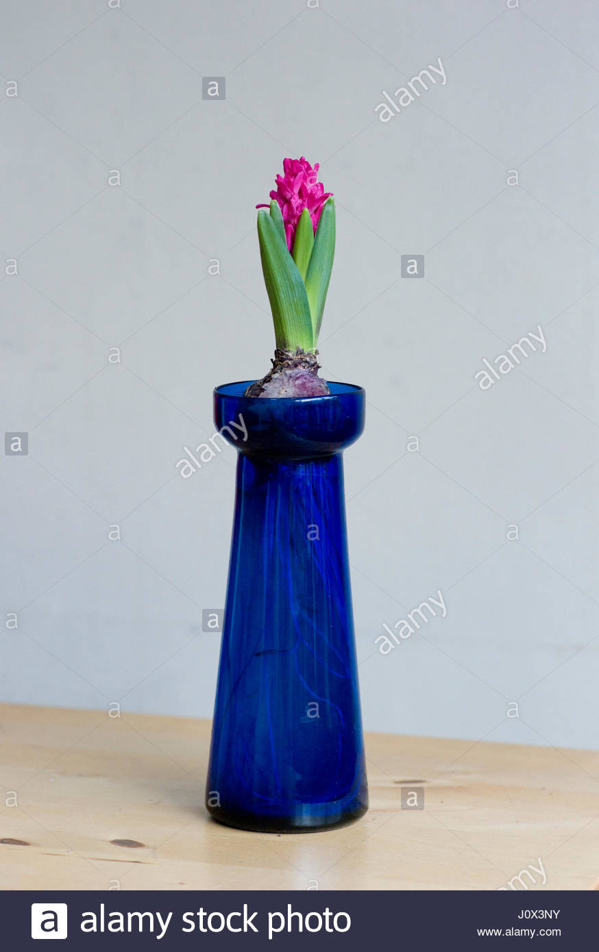 lightbulb bud vase of hyacinth bulb stock photos hyacinth bulb stock images alamy pertaining to antique victorian glass hyacinth bulb vases with bulbs which are forced into blooming in time for