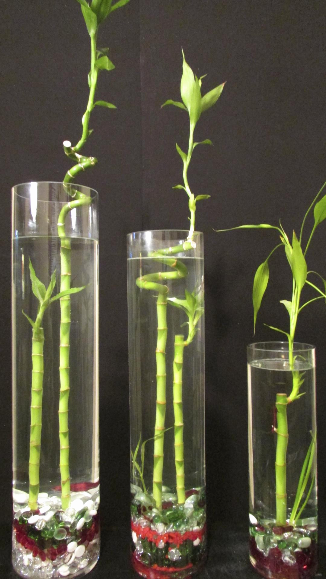 live plants for betta fish vase of bamboo plant for betta fish best of betta lounges tanks creation with bamboo plant for betta fish best of betta lounges tanks creation designs