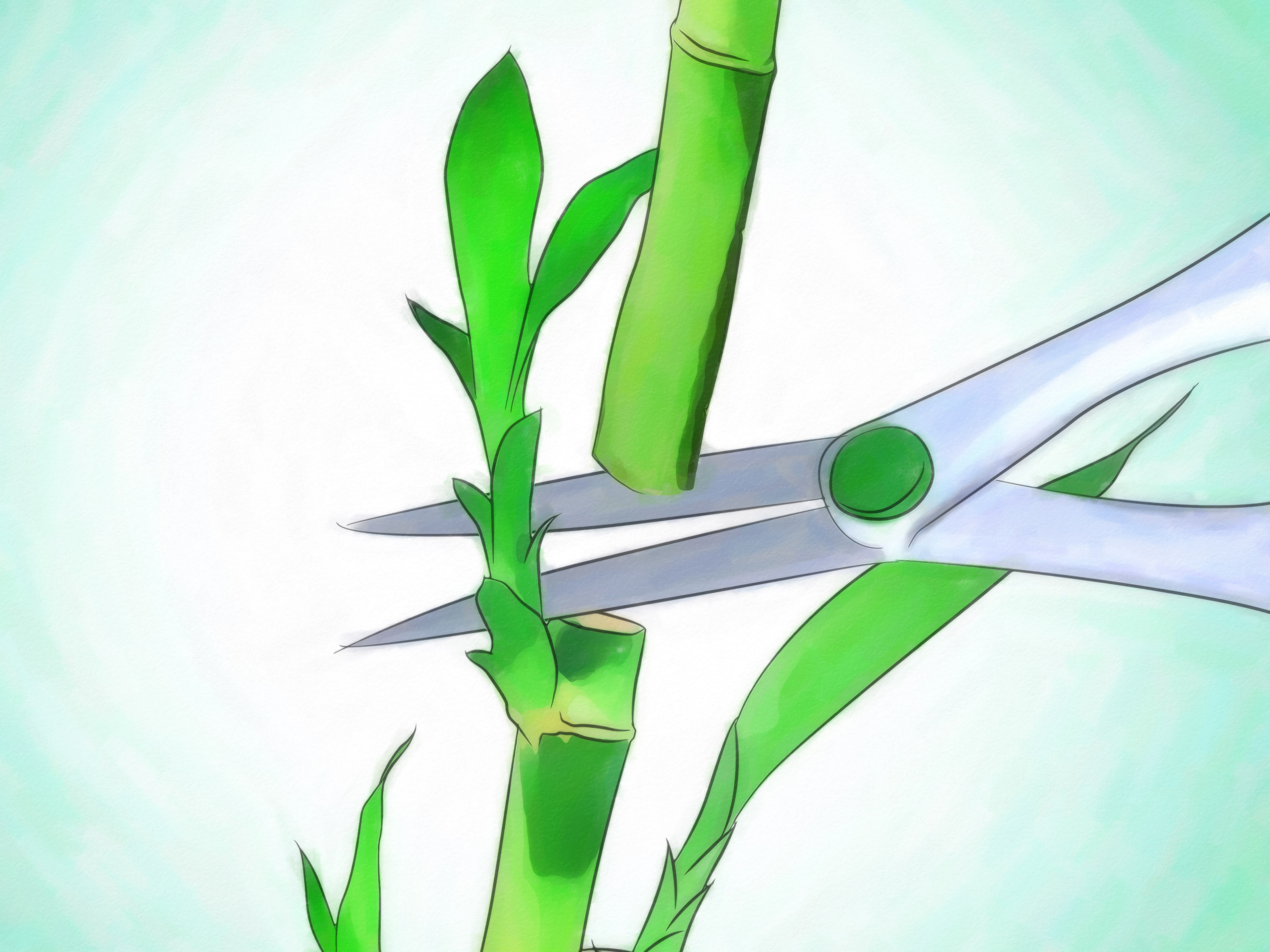 25 Perfect Lucky Bamboo Glass Vase 2024 free download lucky bamboo glass vase of 3 ways to grow lucky bamboo wikihow with regard to grow lucky bamboo step 12