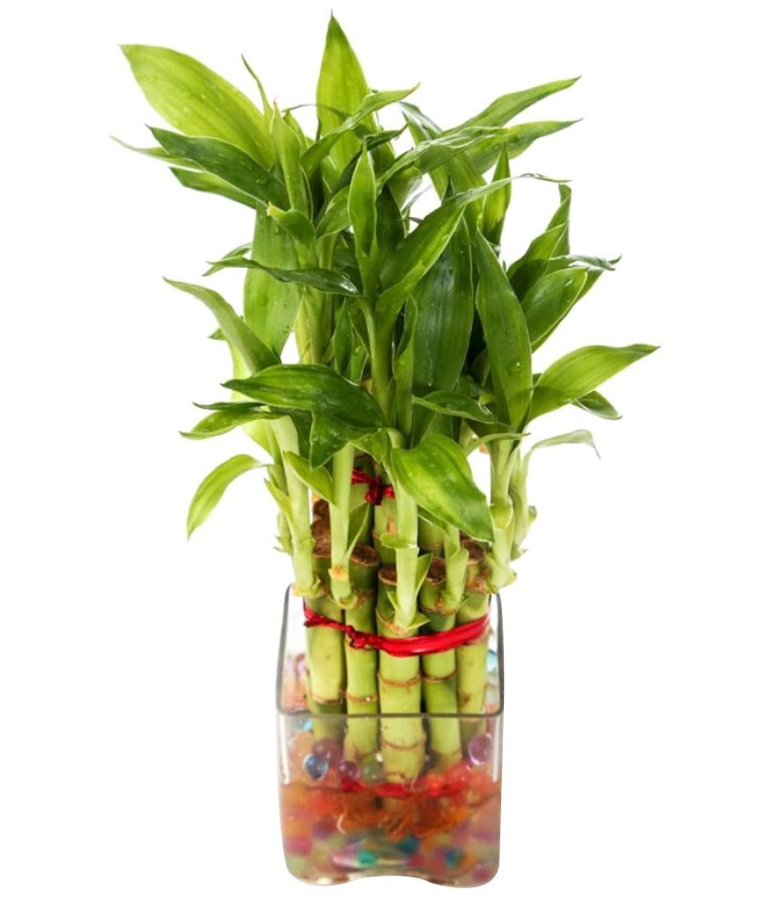25 Perfect Lucky Bamboo Glass Vase 2024 free download lucky bamboo glass vase of green plant indoor 2 layer big lucky bamboo plant with pot indoor for green plant indoor 2 layer big lucky bamboo plant with pot indoor bamboo plant