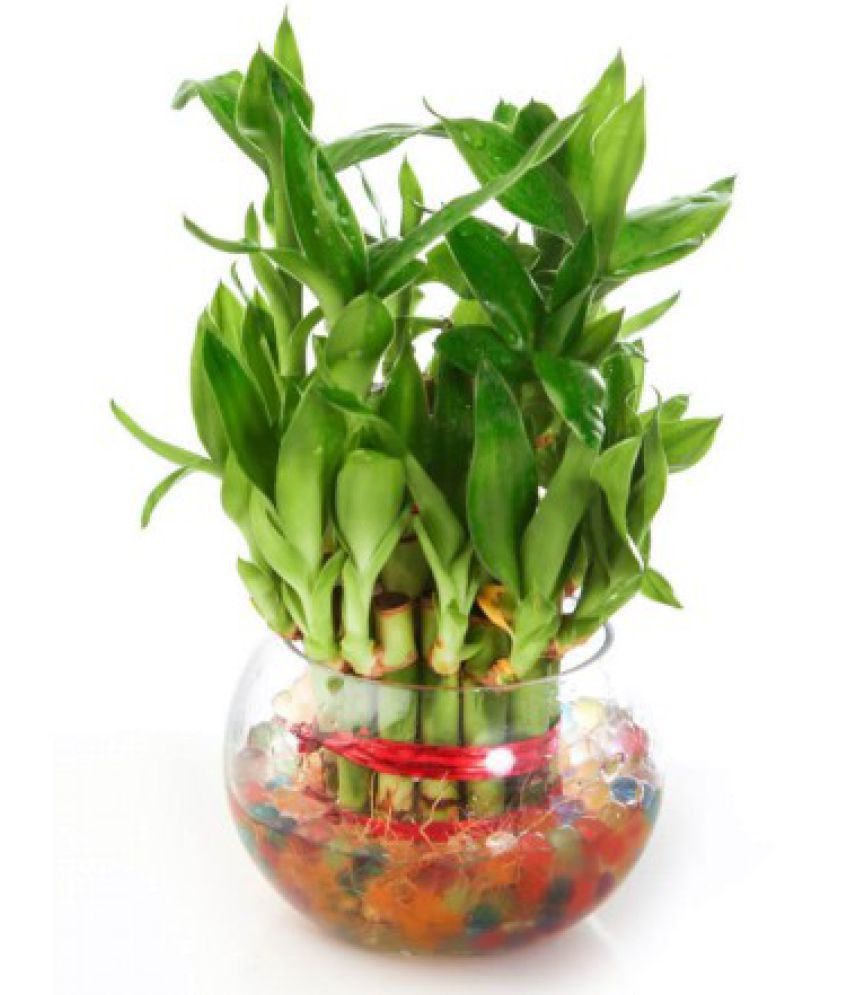 25 Perfect Lucky Bamboo Glass Vase 2024 free download lucky bamboo glass vase of green plant indoor 2 layer lucky bamboo plants indoor bamboo plant with green plant indoor 2 layer lucky bamboo plants indoor bamboo plant