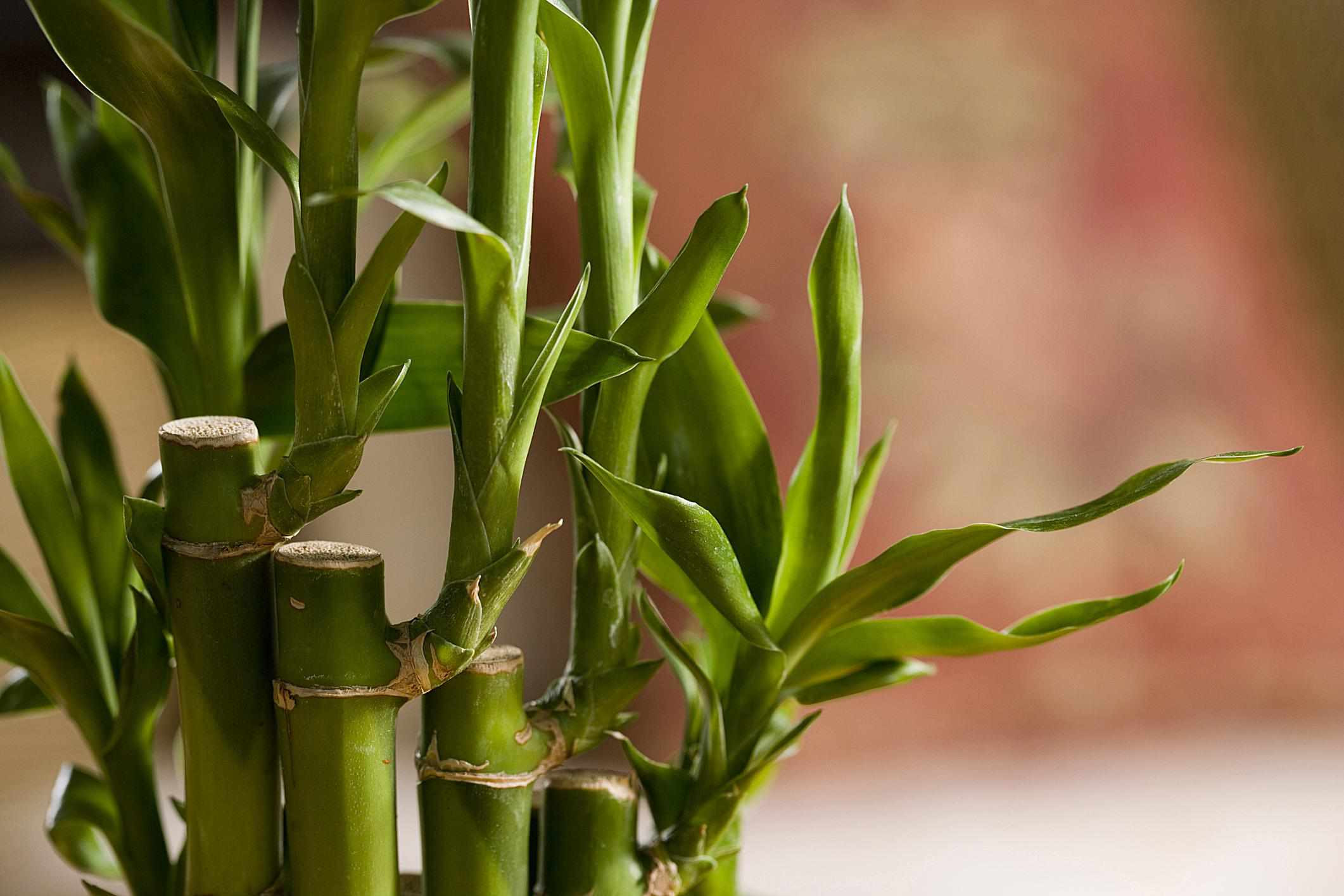 25 Perfect Lucky Bamboo Glass Vase 2024 free download lucky bamboo glass vase of house plant therapy best air purifying plants for lucky bamboo