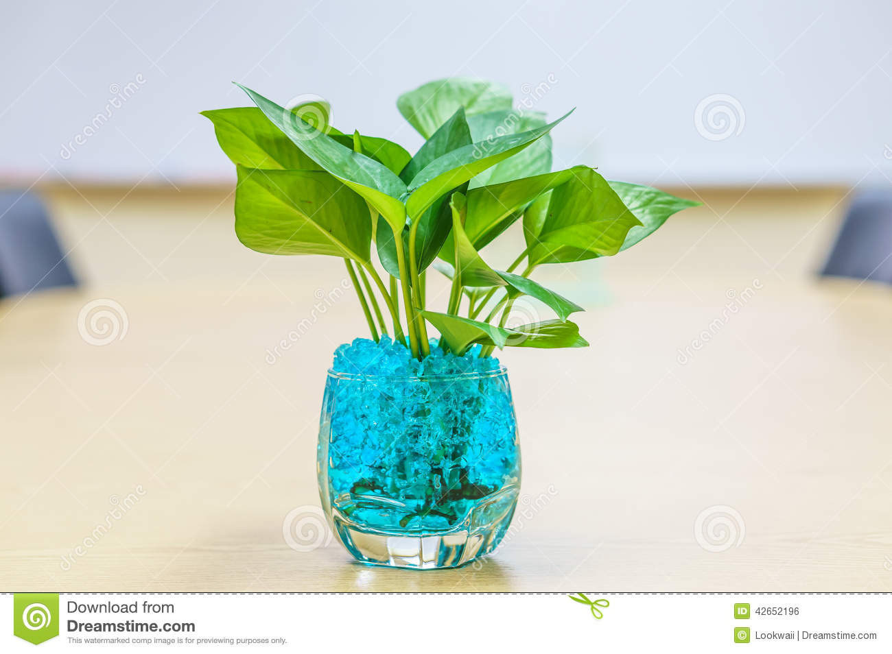 25 Perfect Lucky Bamboo Glass Vase 2024 free download lucky bamboo glass vase of plants in vases on table stock photo image of grass 42652196 with regard to plants in vases on table