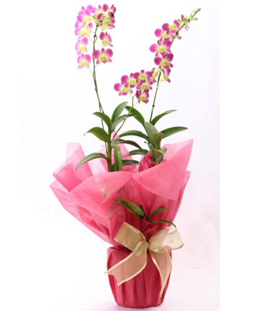 25 Perfect Lucky Bamboo Glass Vase 2024 free download lucky bamboo glass vase of vayu blossoms orchid plant dendrobium gift wrapped indoor flower throughout vayu blossoms orchid plant dendrobium gift wrapped indoor flower plant