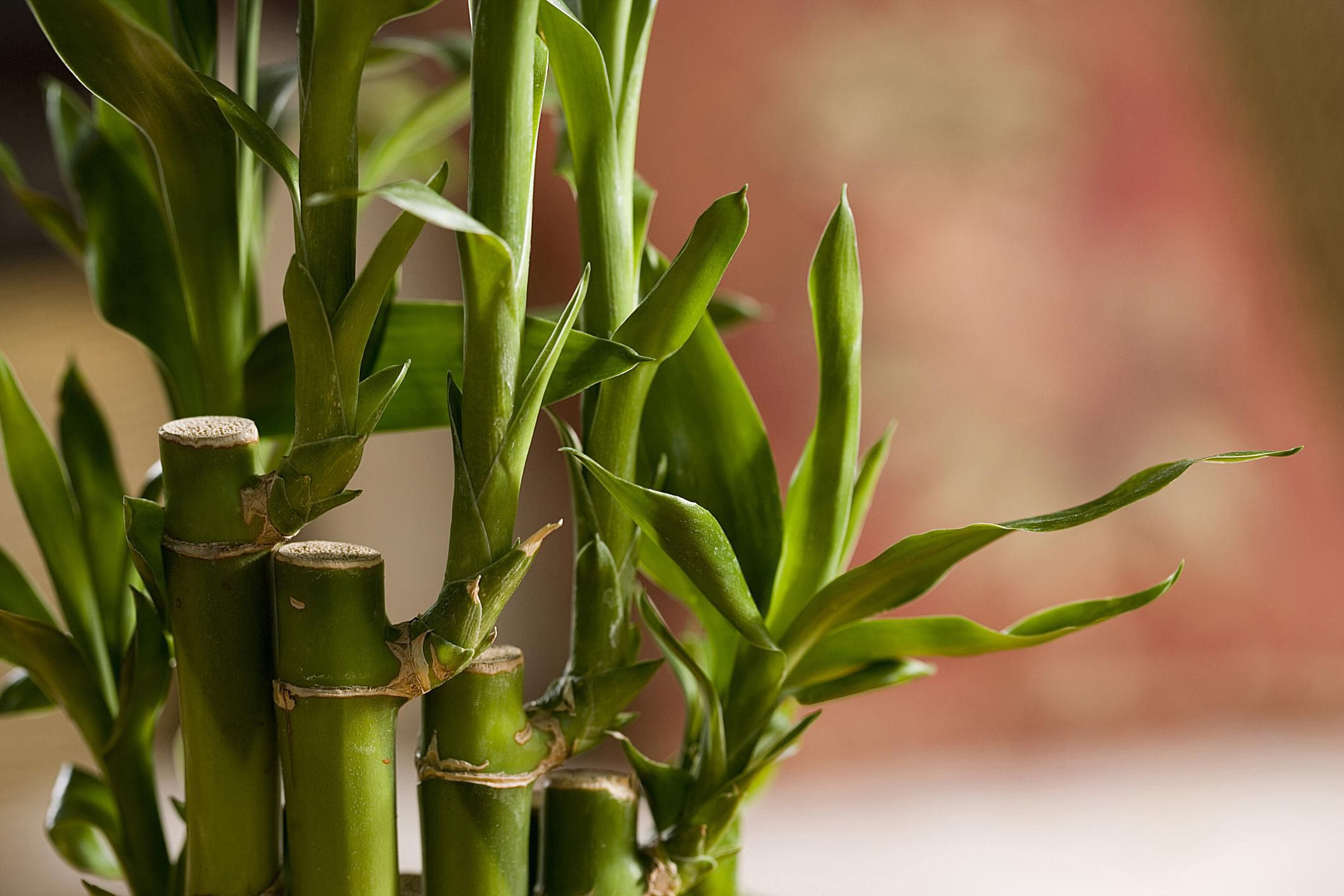21 Lovable Lucky Bamboo Plant with Glass Vase 2022 free download lucky bamboo plant with glass vase of house plant therapy best air purifying plants regarding gi plants lucky bamboo 58b976463df78c353cdcd31d
