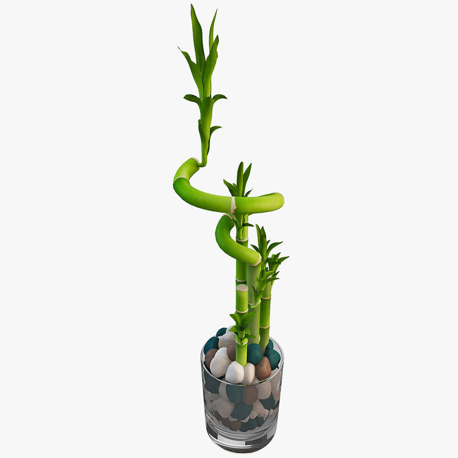 lucky bamboo plant with glass vase of lucky bamboo 2 3d model 39 obj ma max lwo c4d 3ds free3d with lucky bamboo 2 royalty free 3d model preview no 1