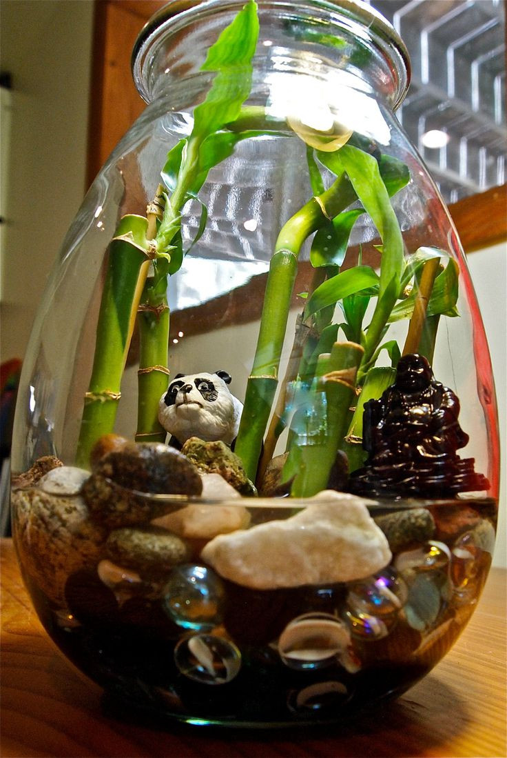 17 Stylish Lucky Bamboo Vase 2024 free download lucky bamboo vase of 14 best feng shui images on pinterest indoor plants lucky bamboo regarding lucky bamboo terrarium google search