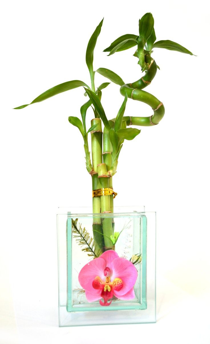 17 Stylish Lucky Bamboo Vase 2024 free download lucky bamboo vase of 414 best products images on pinterest bamboo lucky bamboo and within 9greenbox live 3 style lucky bamboo plant arrangement with glass orchid vase