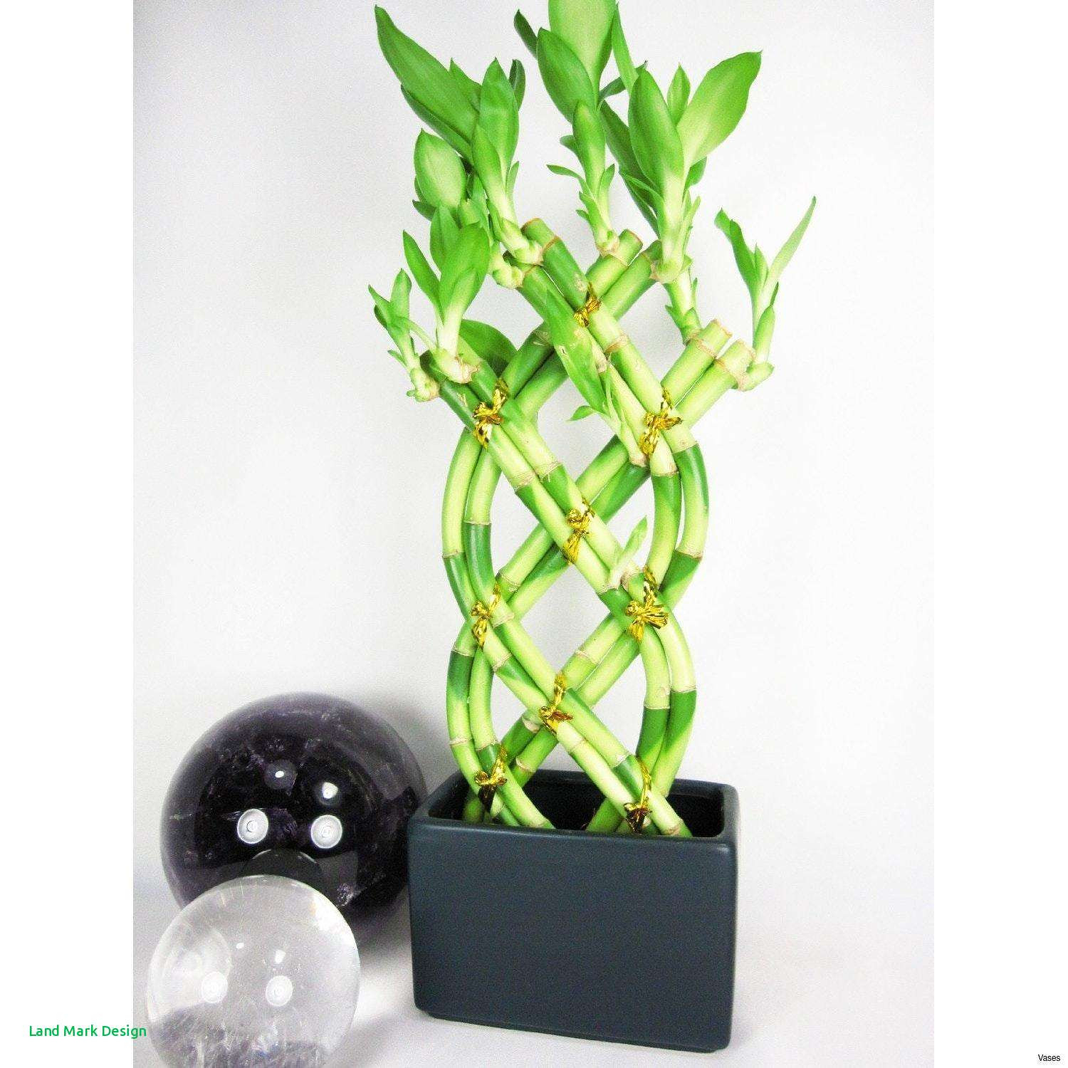 17 Stylish Lucky Bamboo Vase 2024 free download lucky bamboo vase of bamboo decoration ideas home design home design regarding full size of living room bamboo vase fresh plants that grow in water vases choice large
