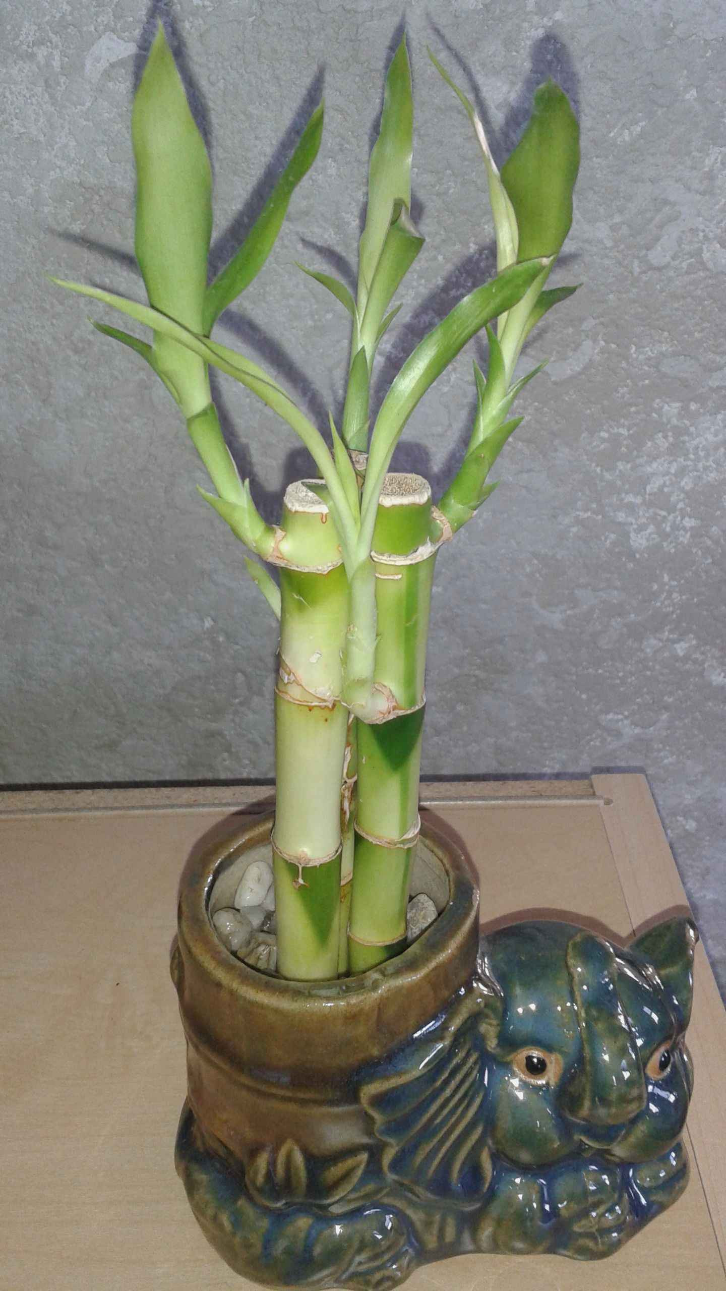 17 Stylish Lucky Bamboo Vase 2024 free download lucky bamboo vase of beautiful indoor bamboo plants plant directory pertaining to lucky bamboo plant water when u see the water lessen in