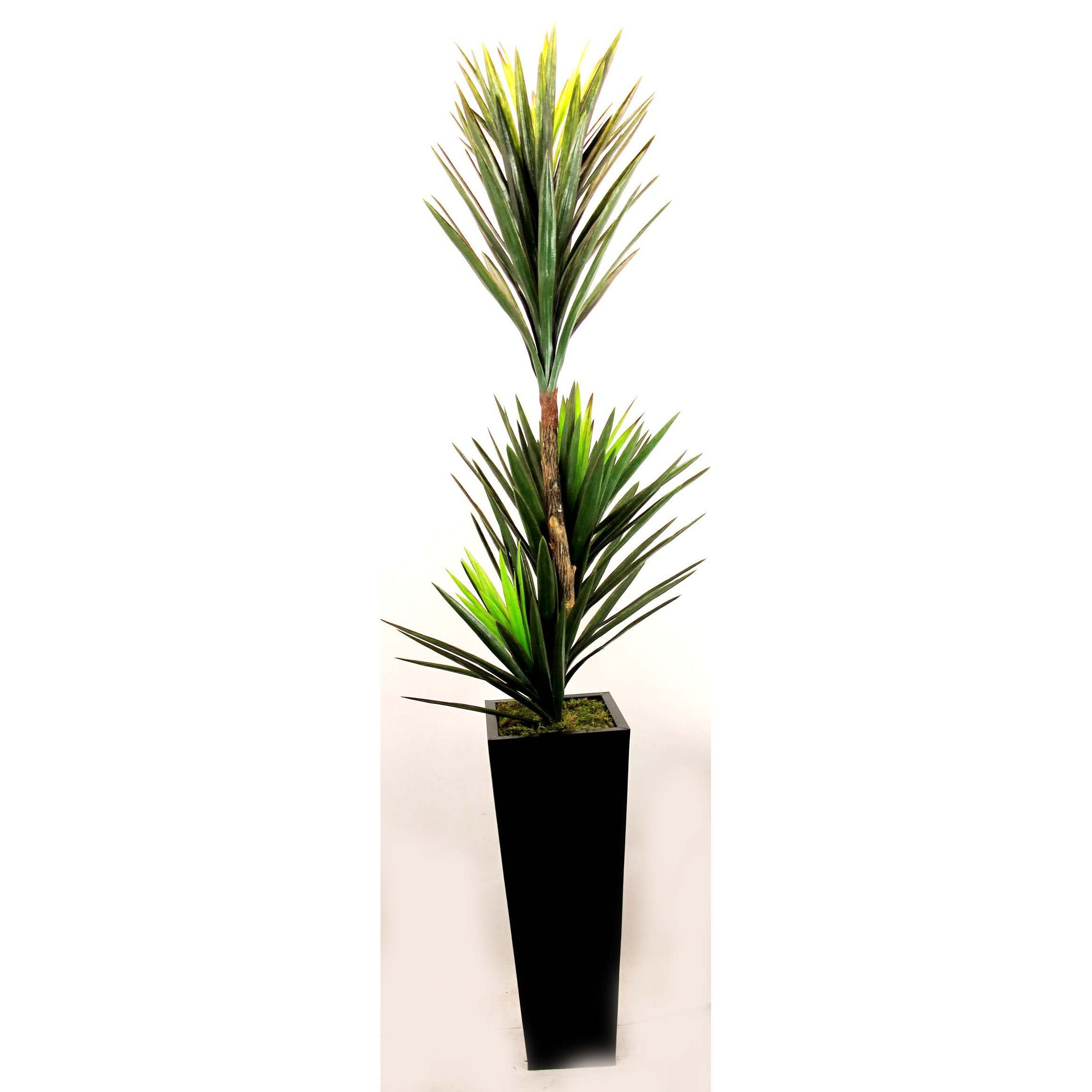 17 Stylish Lucky Bamboo Vase 2024 free download lucky bamboo vase of large black and natural seagrass calista tote basket by wo with yucca plant in tall zinc