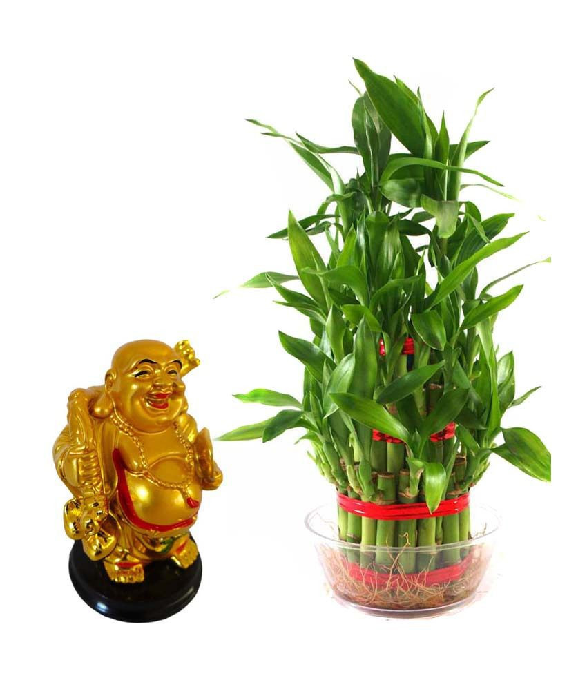 17 Stylish Lucky Bamboo Vase 2024 free download lucky bamboo vase of rolling nature combo of laughing buddha and lucky bamboo buy throughout rolling nature combo of laughing buddha and lucky bamboo