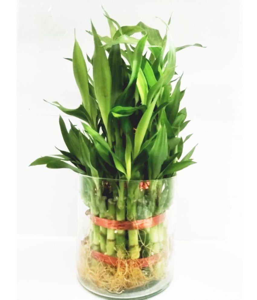 25 Fantastic Lucky Bamboo Vases Pots 2024 free download lucky bamboo vases pots of green plant indoor 3 layer lucky bamboo plants with pot indoor intended for green plant indoor 3 layer lucky bamboo plants with pot indoor bamboo plant