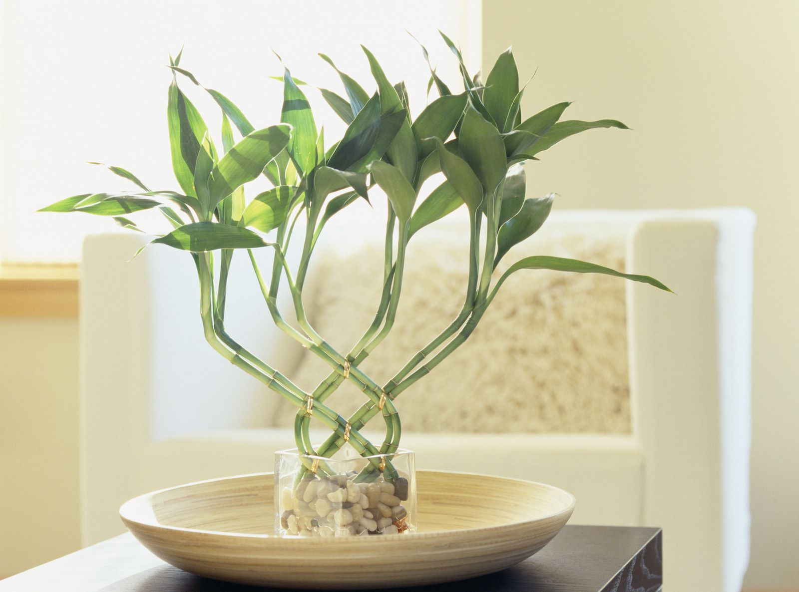 25 Fantastic Lucky Bamboo Vases Pots 2024 free download lucky bamboo vases pots of lucky bamboo meaning and use for good feng shui throughout ml harris bamboo 56a2e21a5f9b58b7d0cf7fe4
