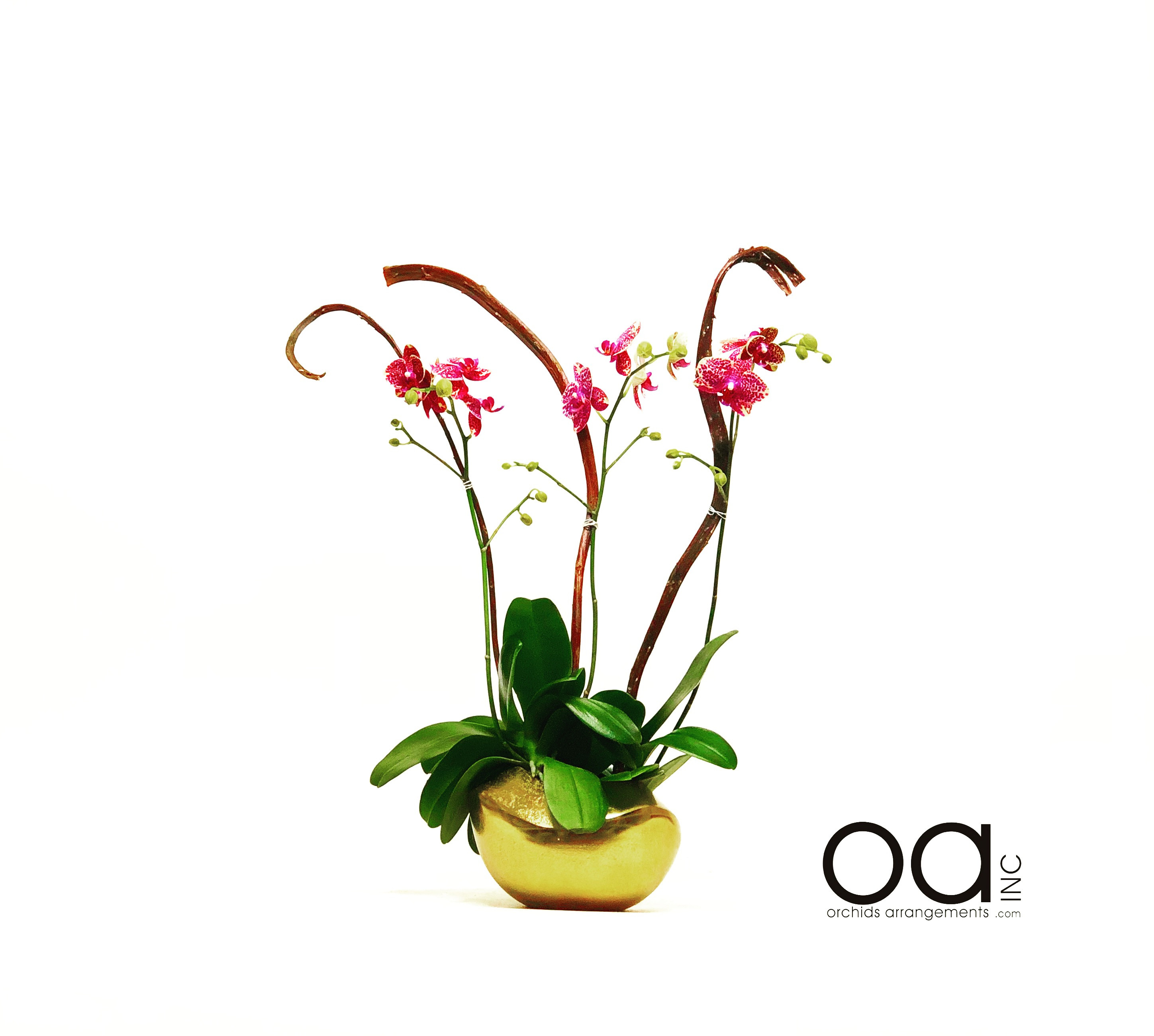 29 Cute orchid Arrangements In Glass Vases 2023 free download orchid arrangements in glass vases of https orchidsarrangements com miami orchids arrangements inc in 20180714043811 file 5b4a26f3f353b