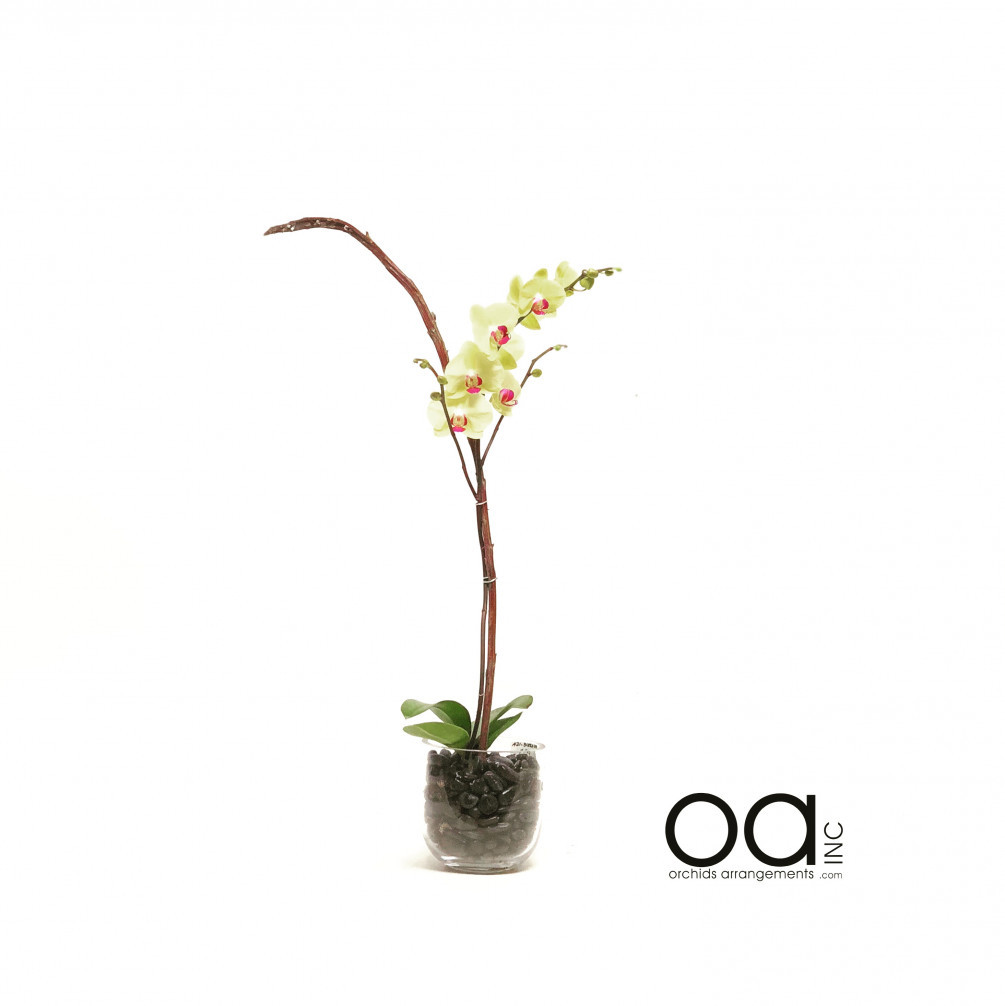 29 Cute orchid Arrangements In Glass Vases 2023 free download orchid arrangements in glass vases of send 1 orchids arrangement on line round glass bowl collection for 20180419100705 file 5ad913093a86b