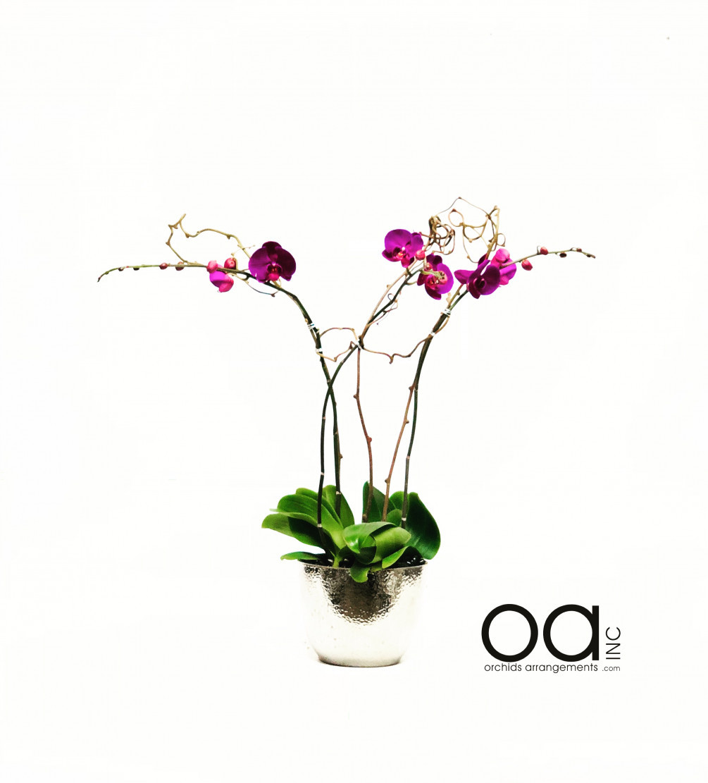 orchid arrangements in glass vases of send 3 orchids arrangement maddox pot collection throughout 20180330084743 file 5abea26f641d8