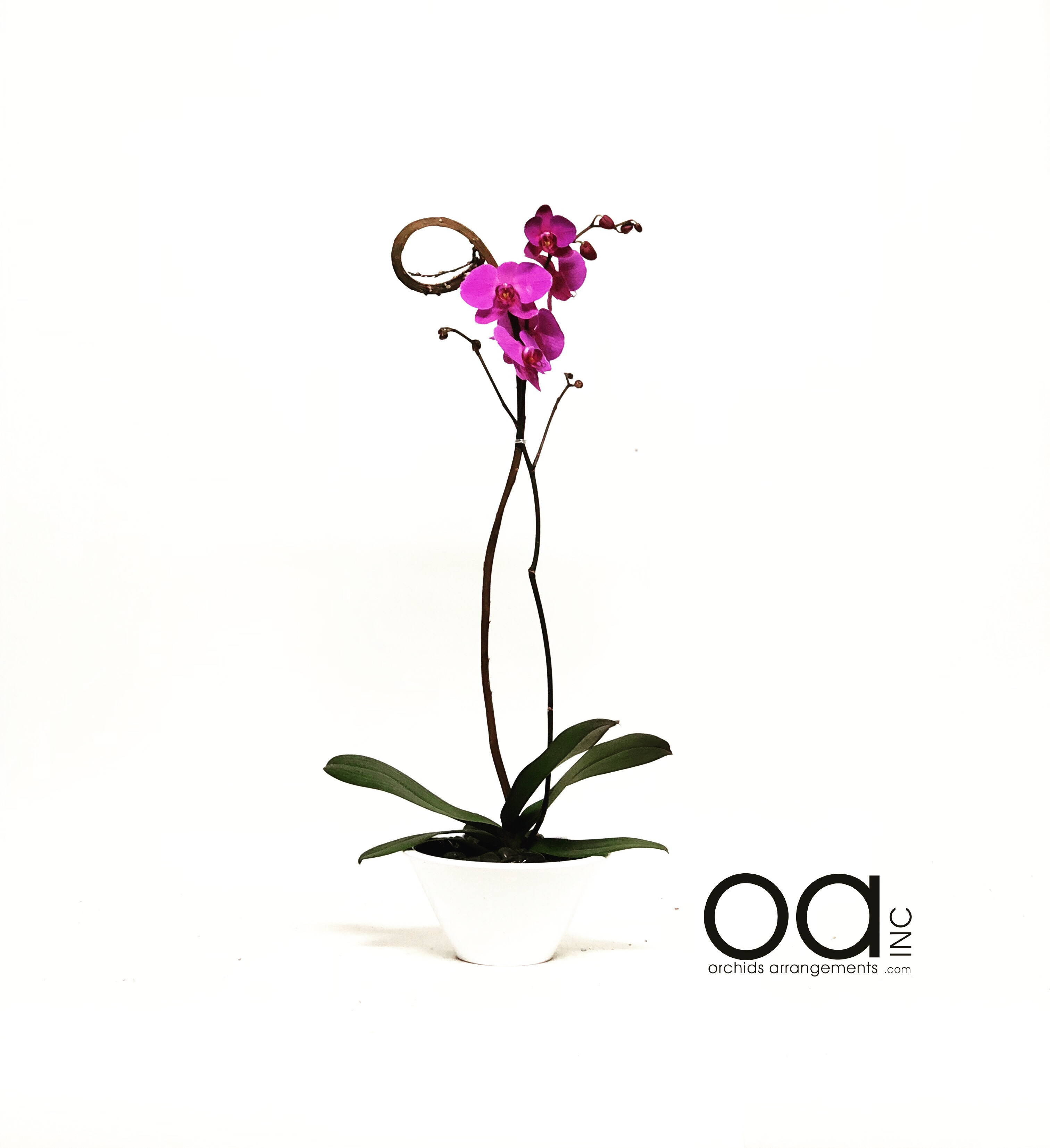 23 Awesome orchid Flower Arrangement Vase 2024 free download orchid flower arrangement vase of florida flowers and orchids inc best image of flower mojoimage co for send 1 orchid arrangement oval noa ceramic white vase in miami fl potted orchid plant