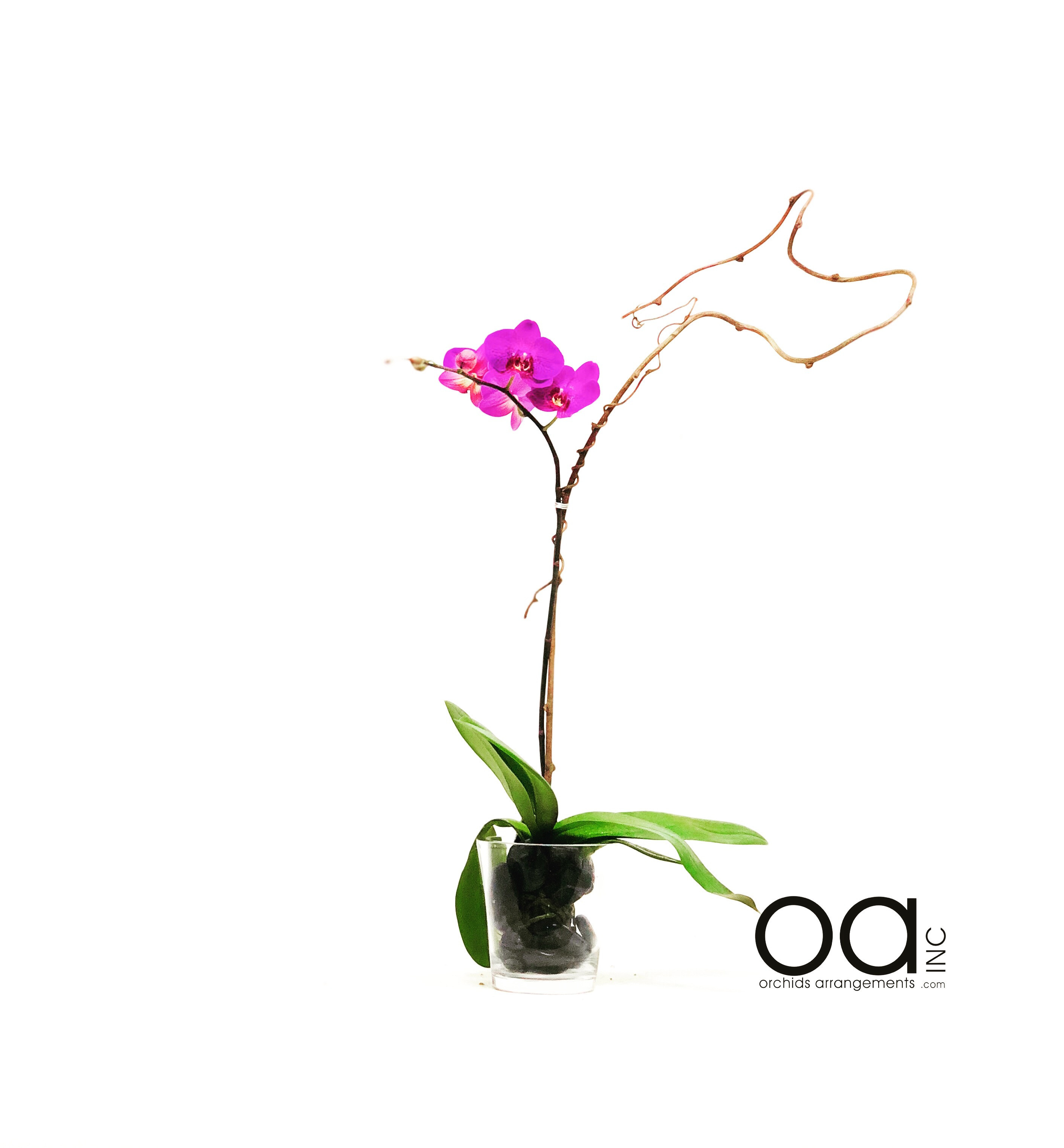 23 Awesome orchid Flower Arrangement Vase 2024 free download orchid flower arrangement vase of send 1 orchids arrangements fat conical vase in miami fl orchids pertaining to send 1 orchids arrangements fat conical vase