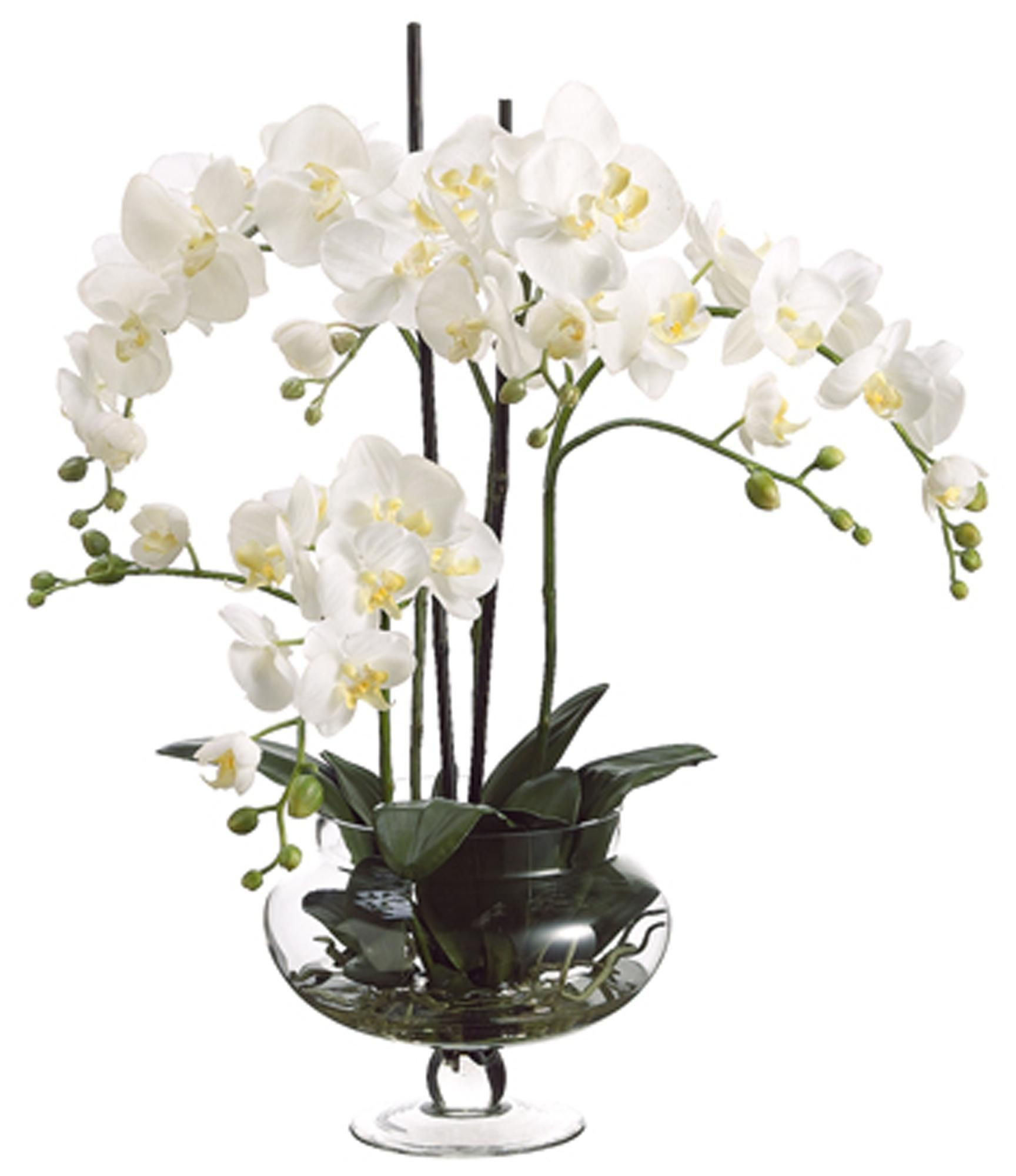 18 Spectacular orchid In Cylinder Vase 2024 free download orchid in cylinder vase of phalaeonopsis bellaflora orchid plants flowers tolle produkte pertaining to phalaeonopsis bellaflora orchid plants flowers tolle produkte pinterest orchid plants o