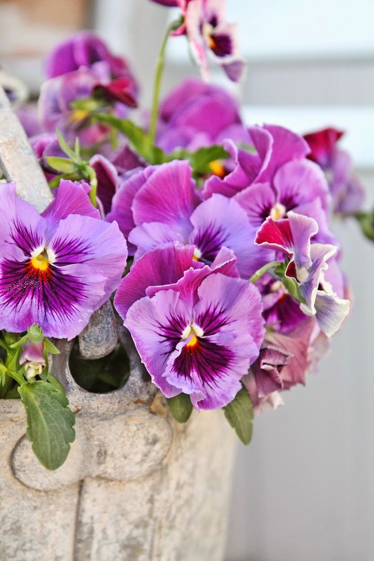 23 attractive Pansy Flower Ring Vase 2024 free download pansy flower ring vase of best 100 pansy images on pinterest pansies violets and ornaments with regard to viola x wittrockiana pansy