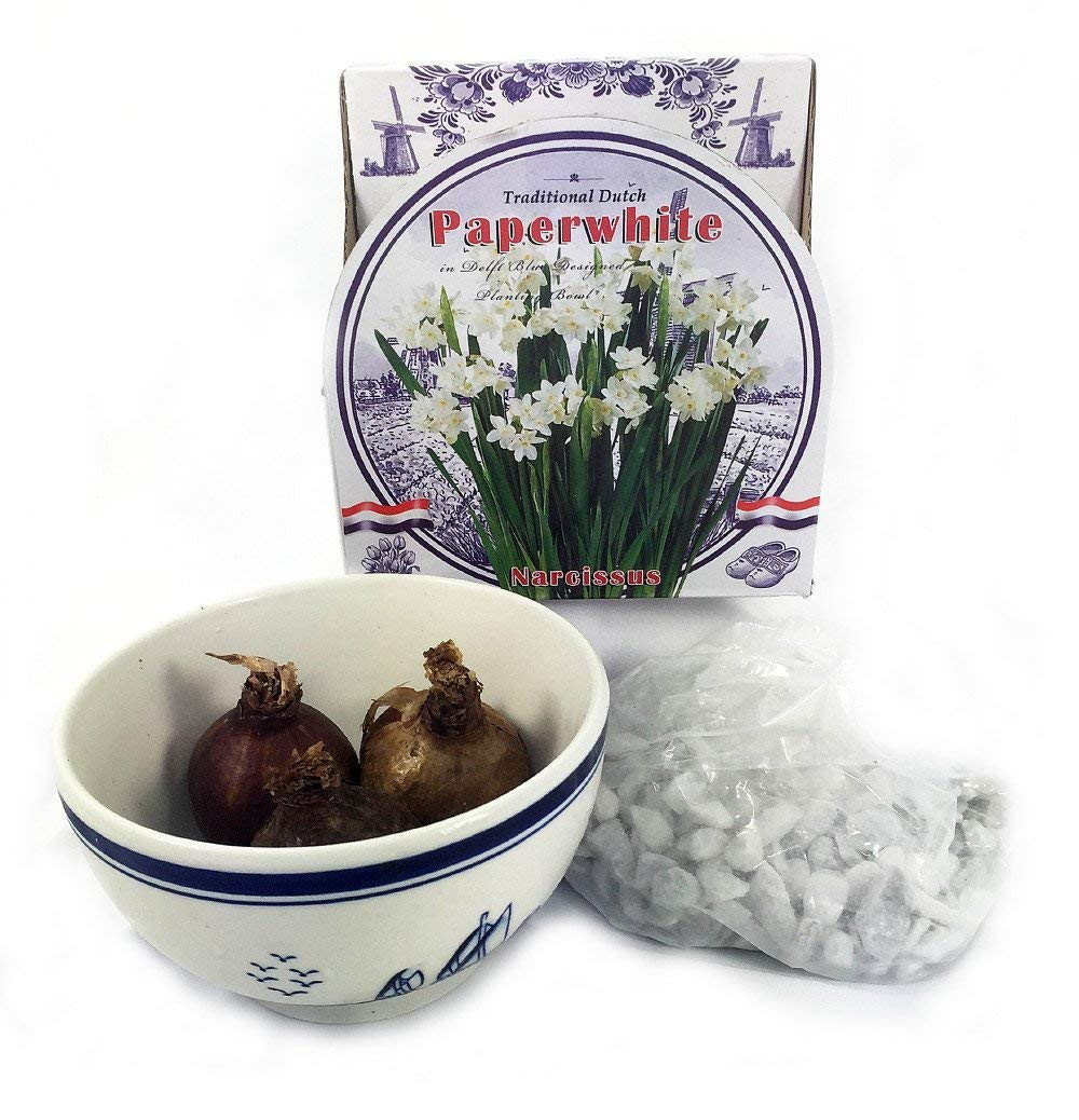 18 Fashionable Paperwhite Bulb Vase 2024 free download paperwhite bulb vase of amazon com hirts gardens paperwhite narcissus bulbs indoor regarding amazon com hirts gardens paperwhite narcissus bulbs indoor growing kit with delft ceramic bowl na