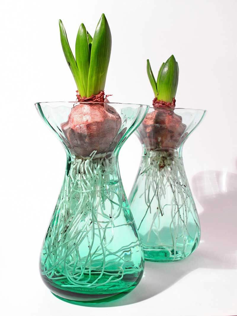 18 Fashionable Paperwhite Bulb Vase 2024 free download paperwhite bulb vase of forcing beautiful bulbs for your indoor garden within select one of three ways to force your bulbs grow them over water in forcing jars or grow in potting soil or in 