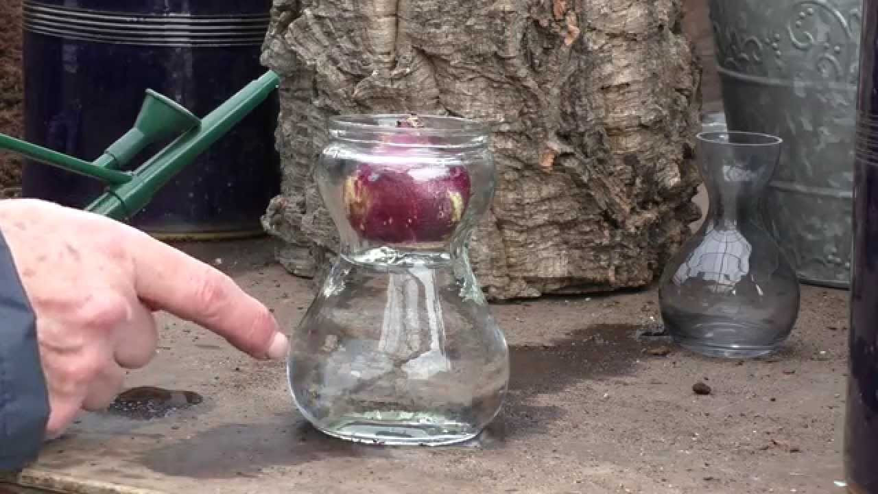 paperwhite bulb vase of growing hyacinths in a vase youtube pertaining to growing hyacinths in a vase