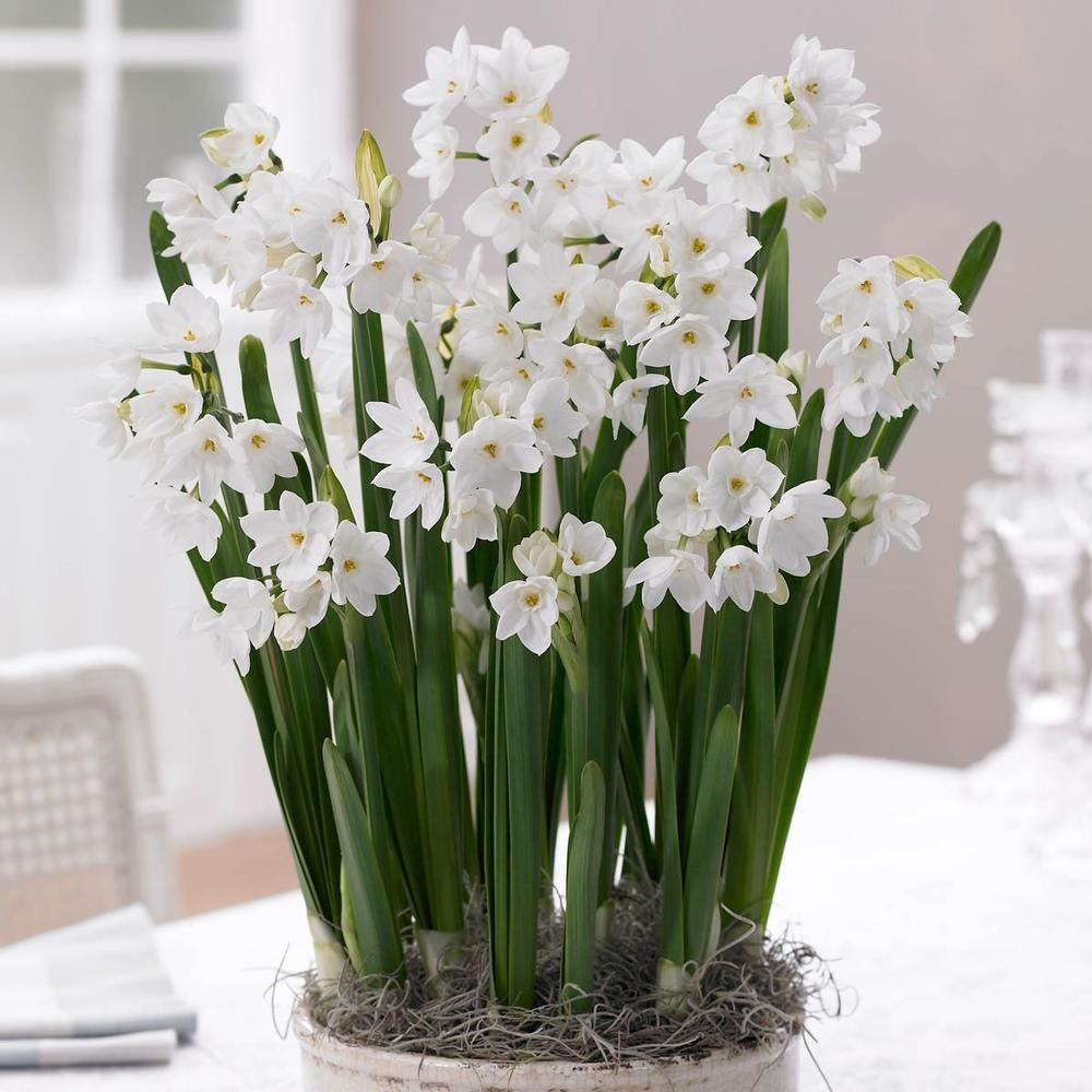 18 Fashionable Paperwhite Bulb Vase 2024 free download paperwhite bulb vase of narcissus tazetta ziva gardens and flowers with narcissus ziva longfield gardens
