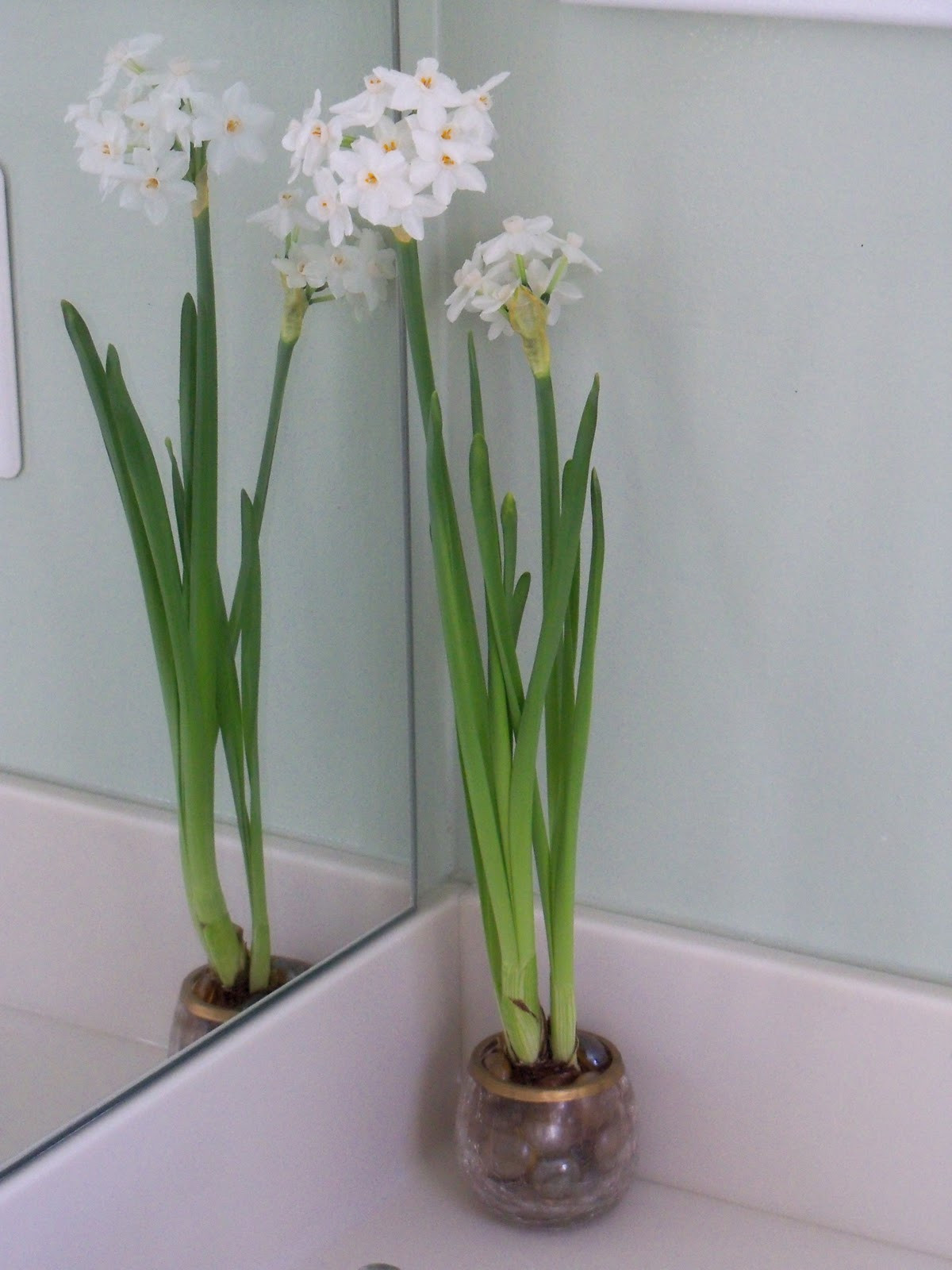 18 Fashionable Paperwhite Bulb Vase 2024 free download paperwhite bulb vase of navigating domesticity frugal flowers during winter months for i find that my paperwhites will smell nice for about a week after they bloom then the flowers will dry 