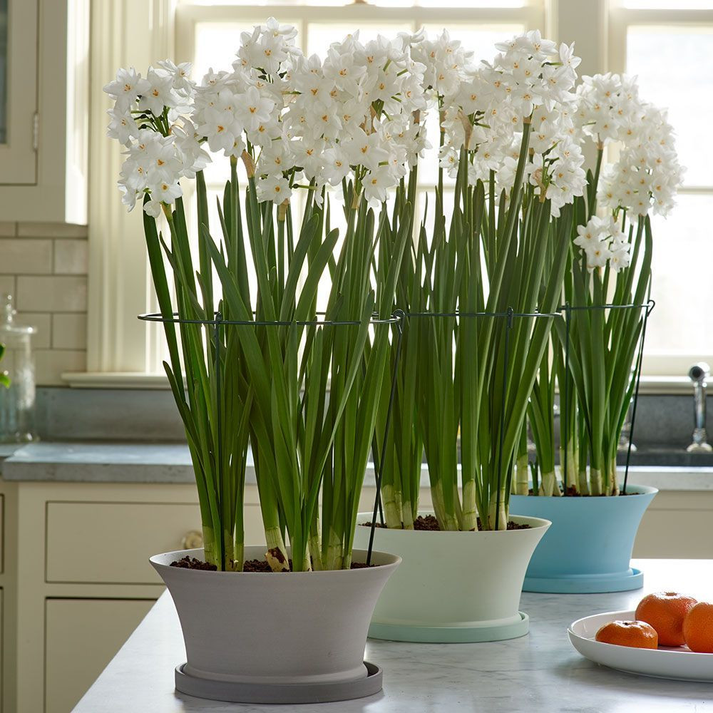 18 Fashionable Paperwhite Bulb Vase 2024 free download paperwhite bulb vase of paperwhites bulb gardens white flower farm pertaining to indoor bulb gardens