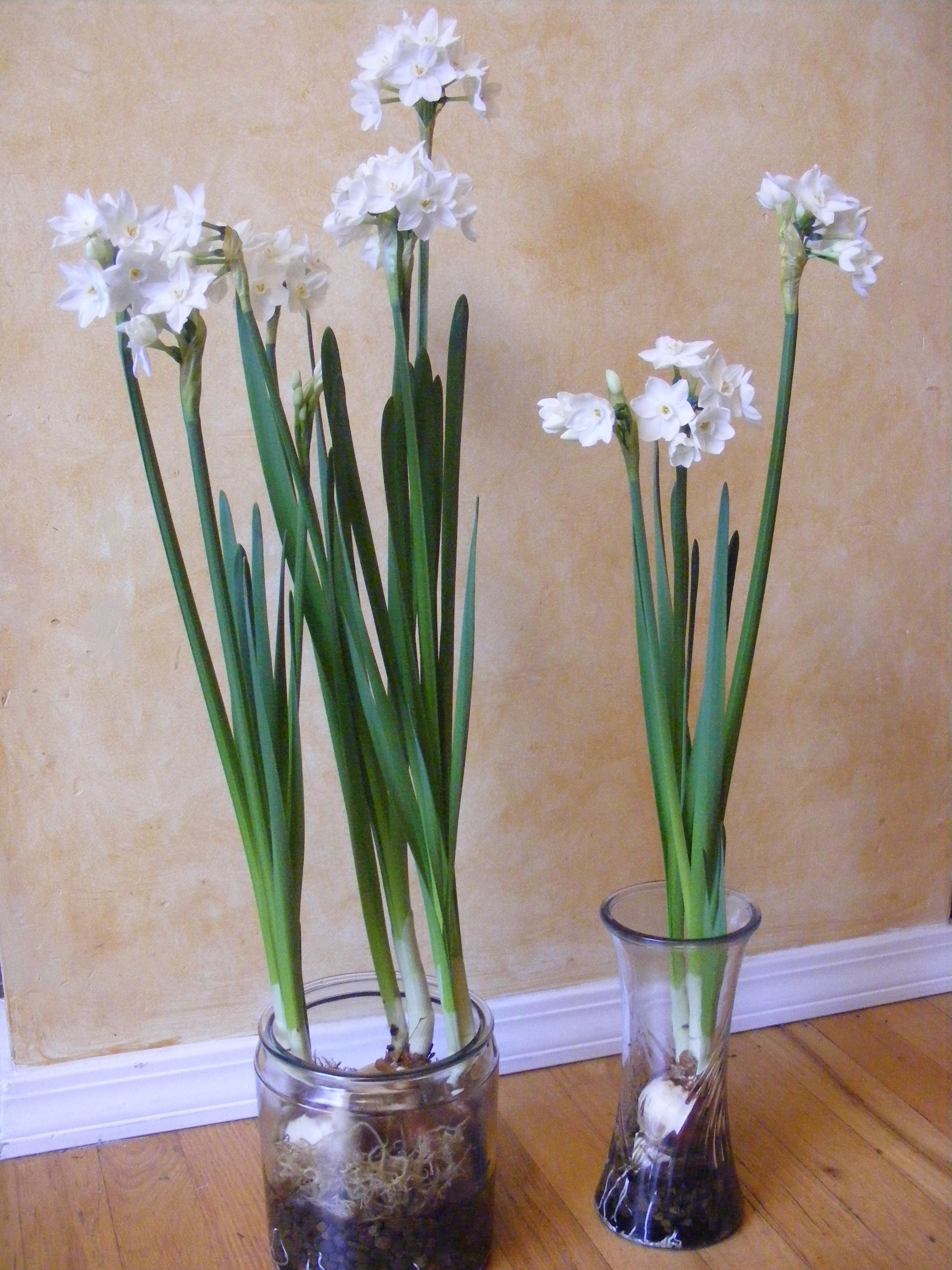 18 Fashionable Paperwhite Bulb Vase 2024 free download paperwhite bulb vase of plant paperwhite bulbs for simple decor mollyinseattle with regard to paperwhites