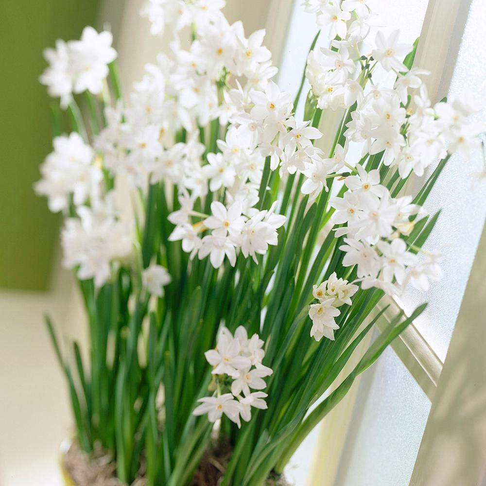 18 Fashionable Paperwhite Bulb Vase 2024 free download paperwhite bulb vase of van zyverden paperwhites set of 5 87051 the home depot pertaining to van zyverden paperwhites set of 5