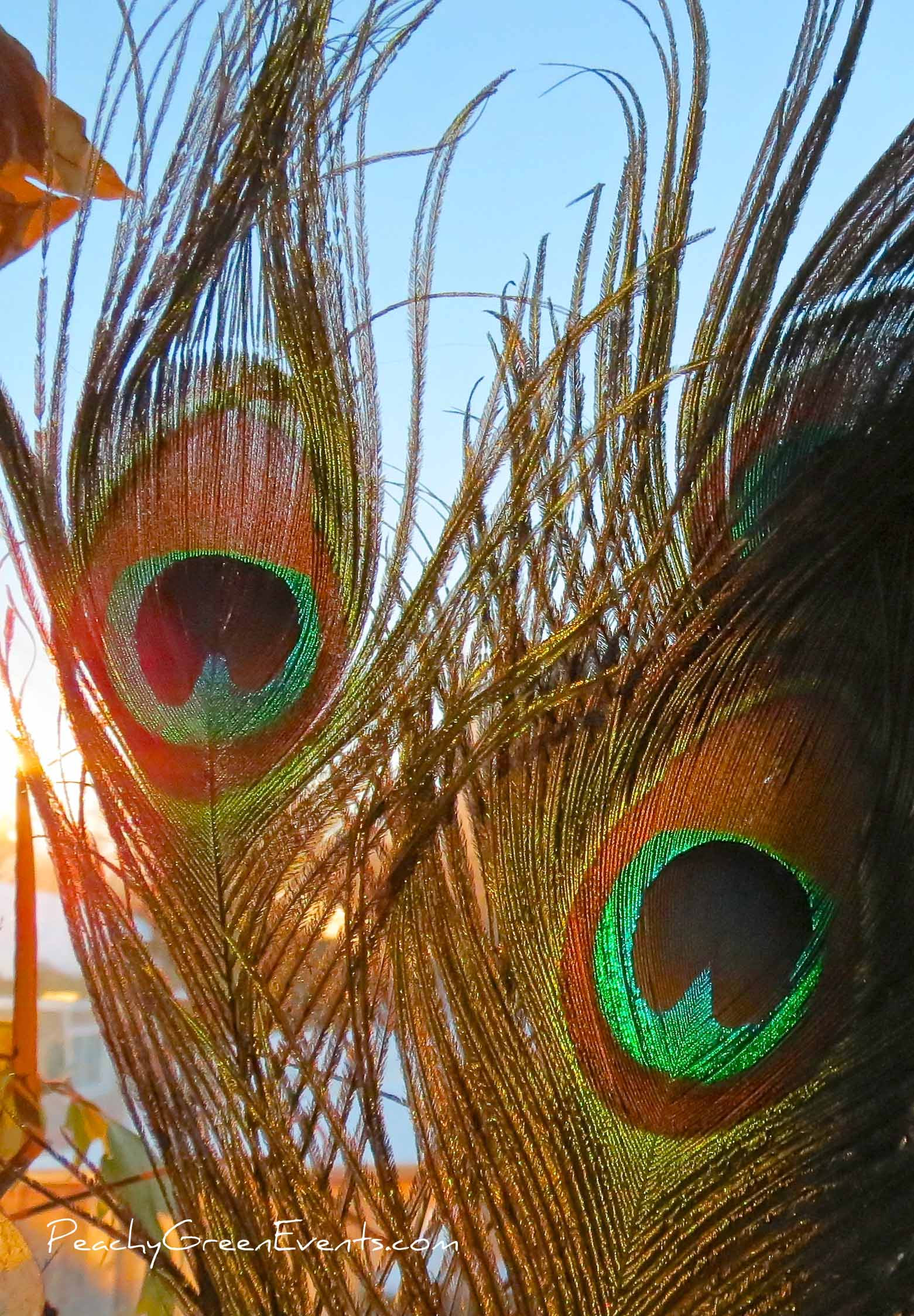 17 Recommended Peacock Feathers In Vase Ideas 2024 free download peacock feathers in vase ideas of 32e280b3 peacock feathers peachy green events for 32e280b3 peacock feathers