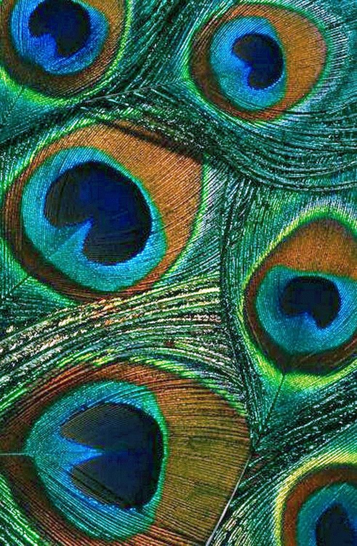 21 Lovable Peacock Feathers In Vase 2024 free download peacock feathers in vase of 491 best peacocks and their beauty images on pinterest peacock throughout peacock feathers
